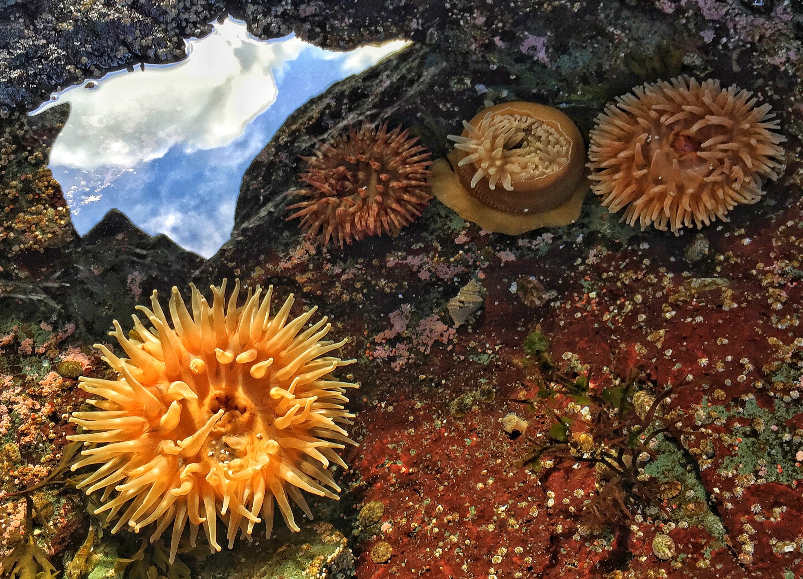 sea anemones, British Columbia, Canada