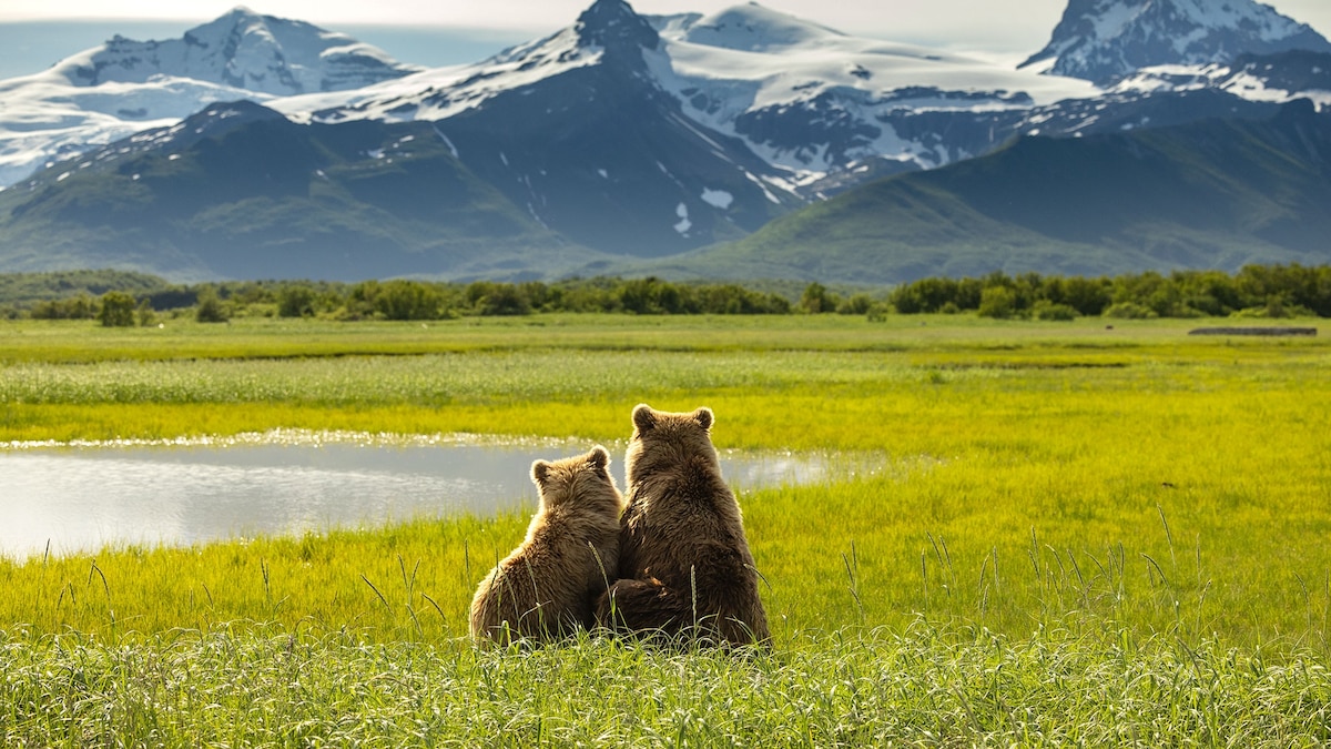 Everything to know about Katmai National Park