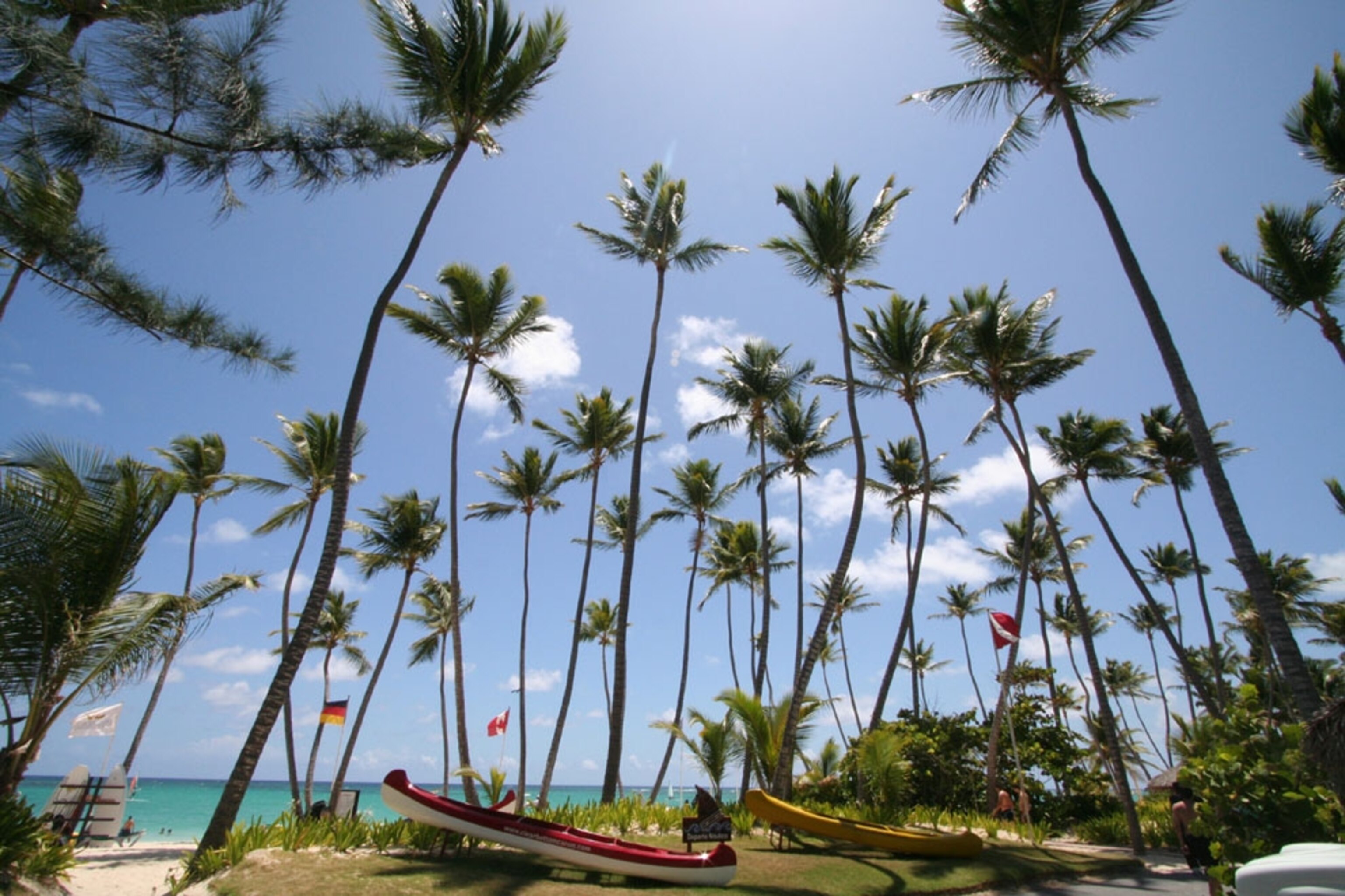 Tall palm trees on the beach at Punta Cana in the Dominican Republic