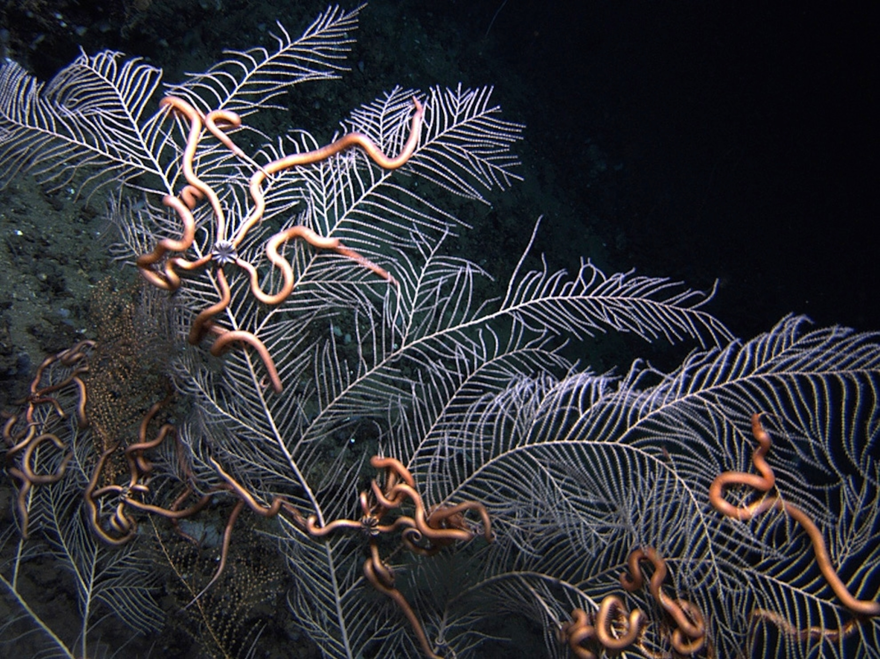 A brittle star-covered sea fan at the Gulf of Mexico seafloor