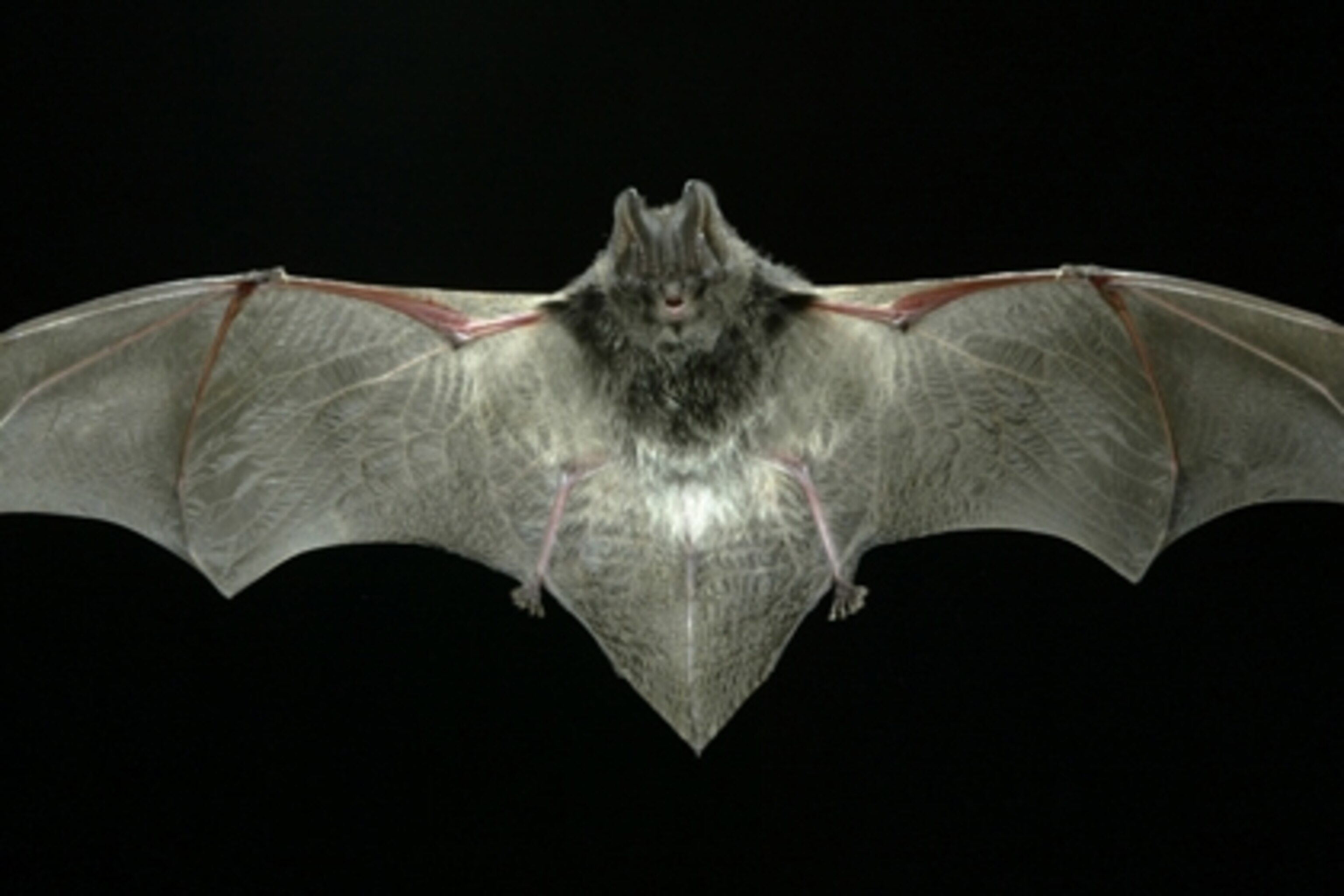 Ninja bat whispers to sneak up on moths