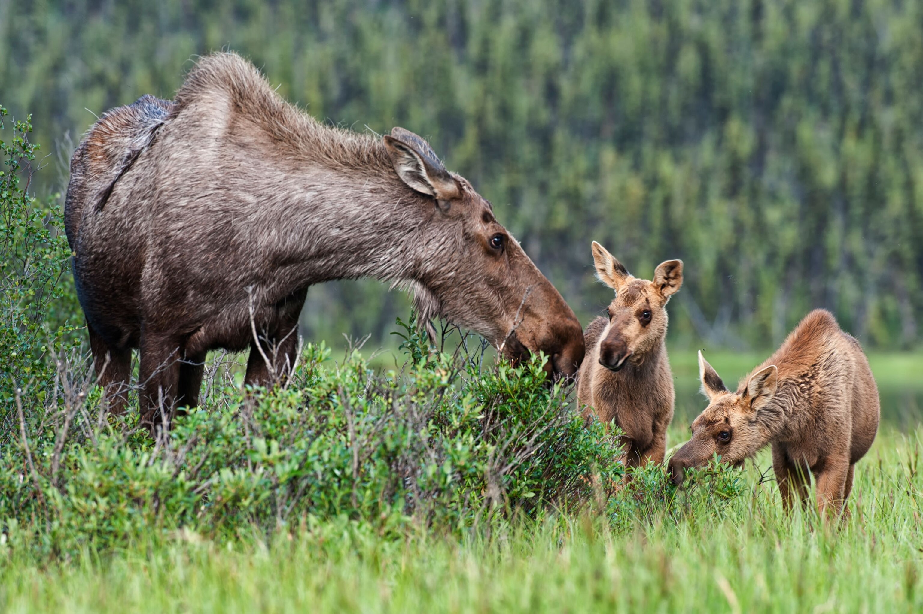 a female moose and two calves