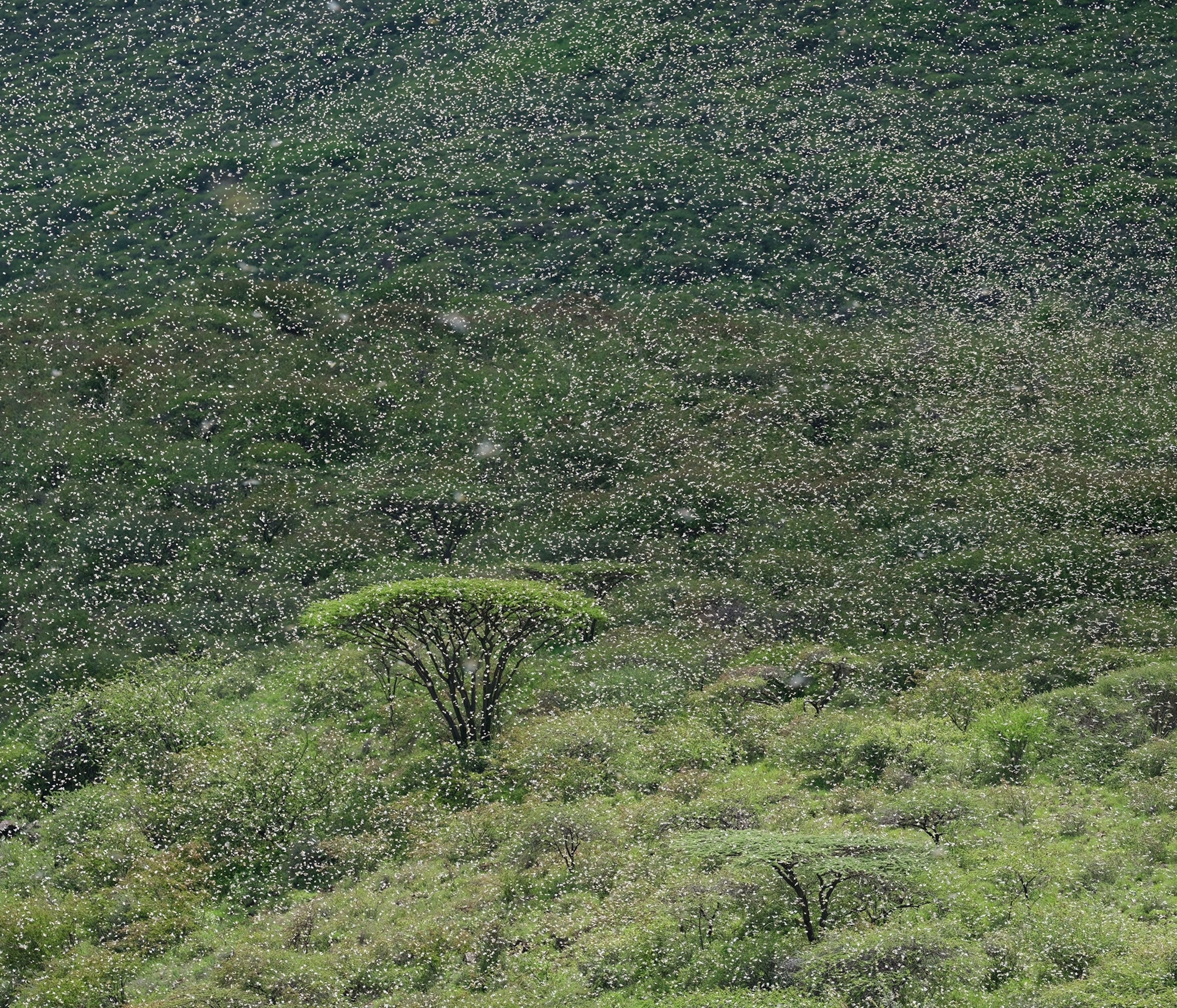 a swarm of locusts in northern Kenya