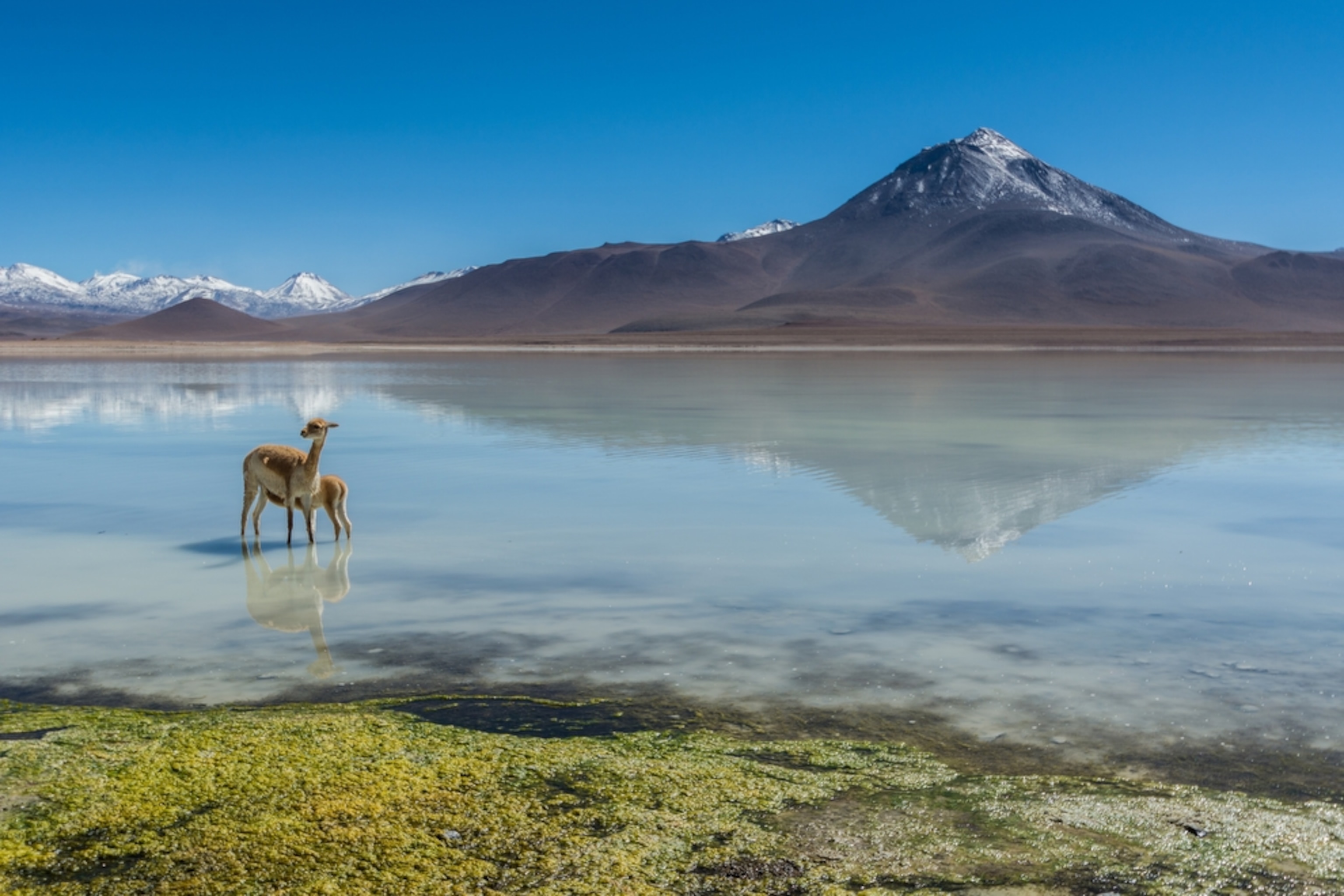 vicunas in a lake in Chile