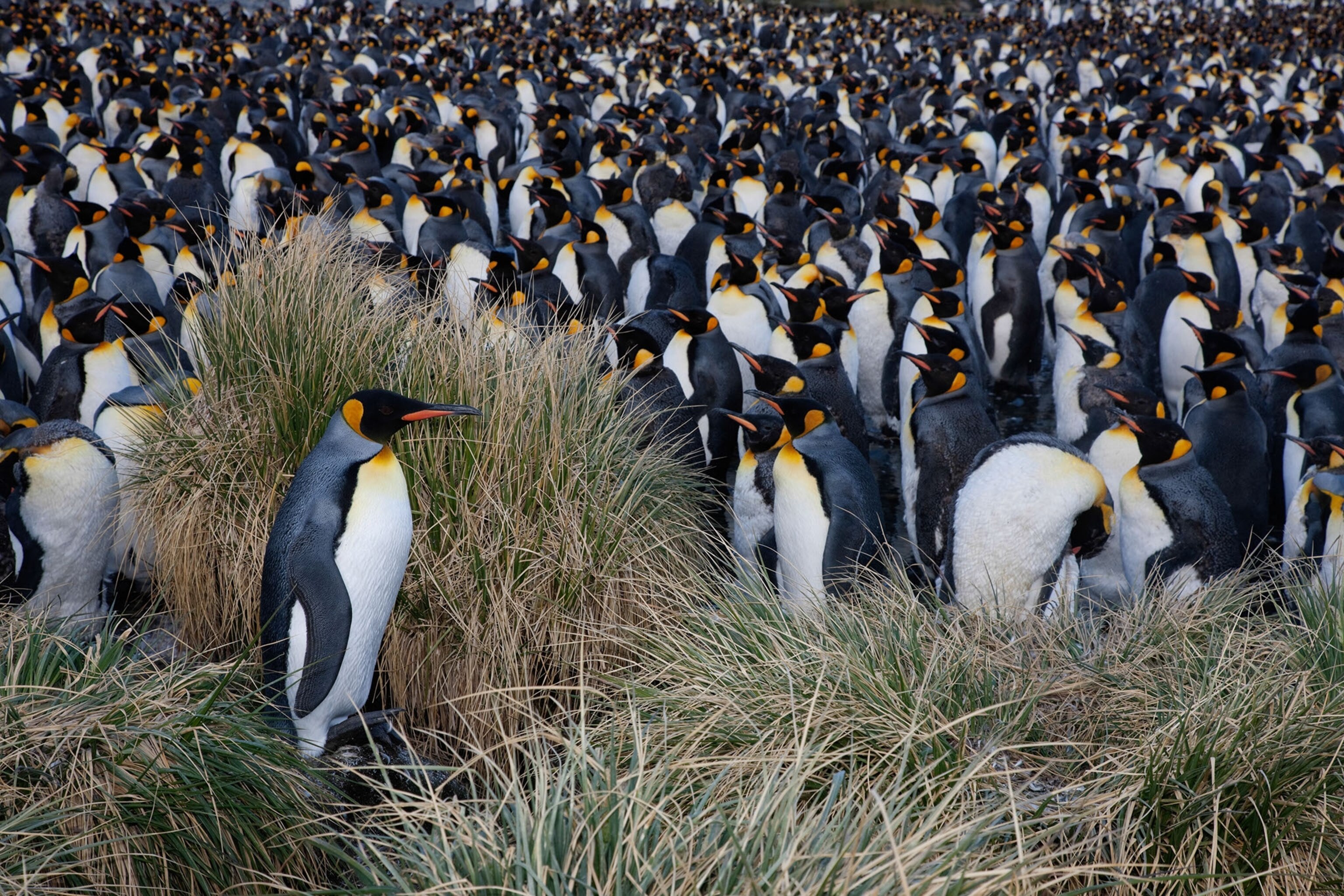 a King penguin rookery