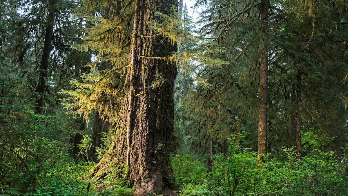 Plants are trying to keep pace with carbon emissions, study finds