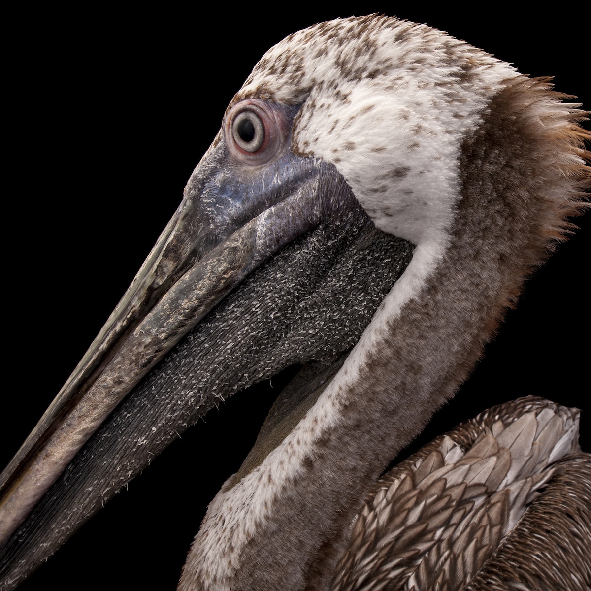 Pelicans National Geographic