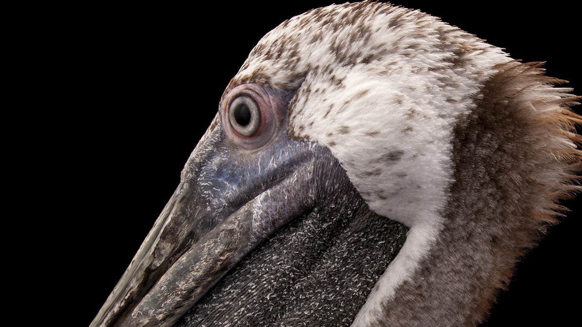 Pelicans | National Geographic