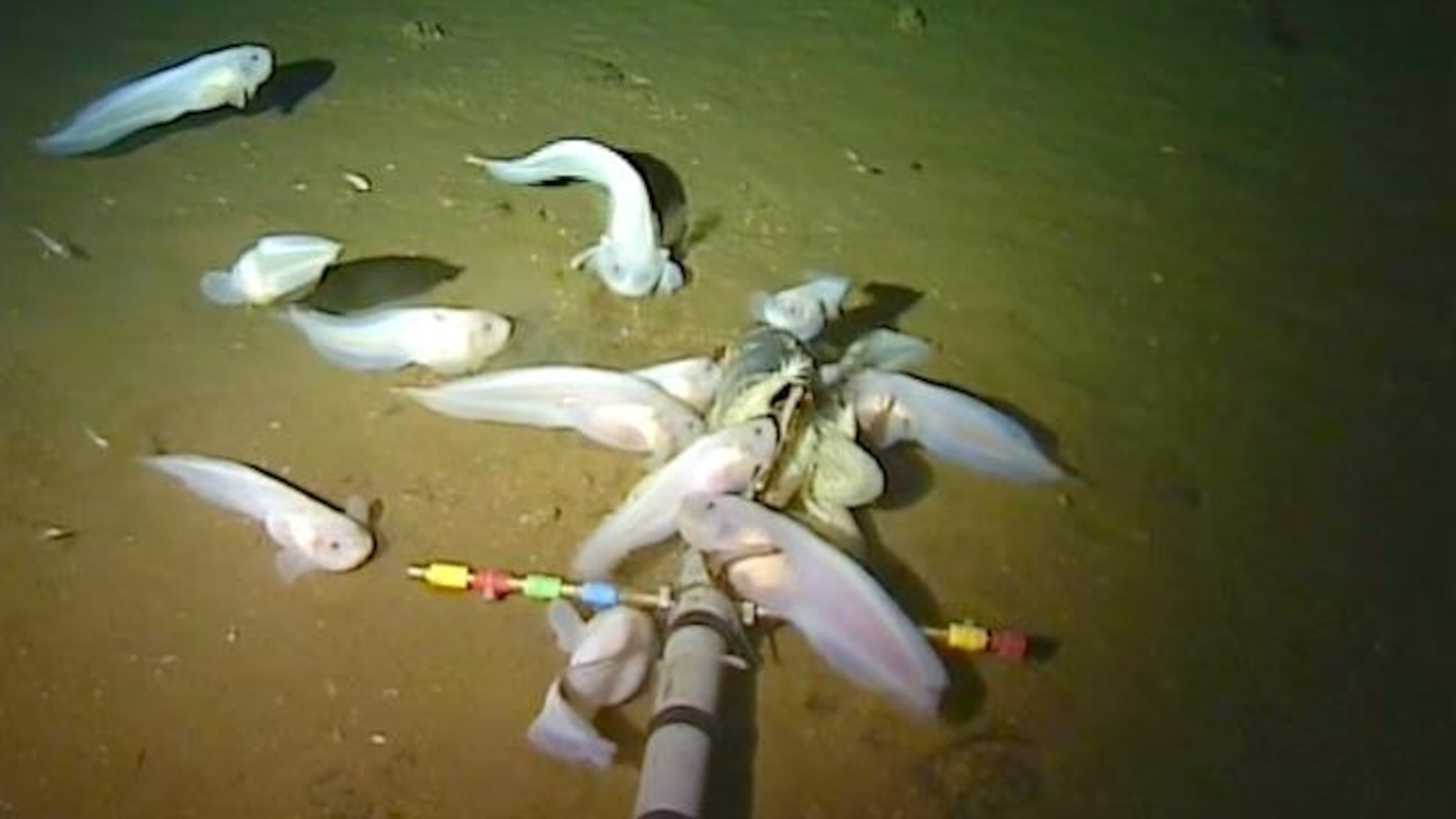 Deepest ever fish caught on camera off Japan