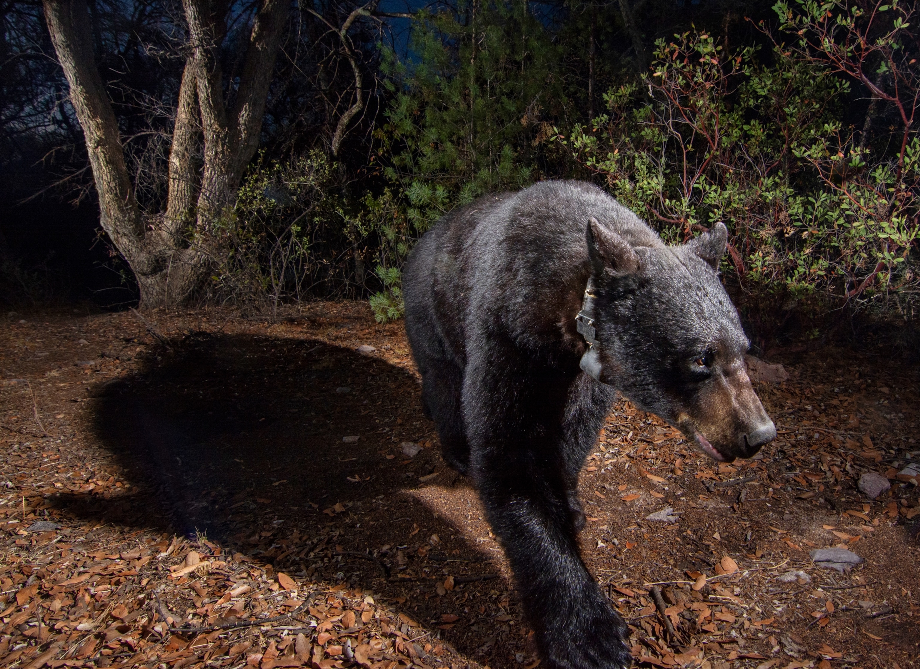 Pedro, a GPS-collared black bear, walks through a riparian corridor of pine, juniper, and manzanita
