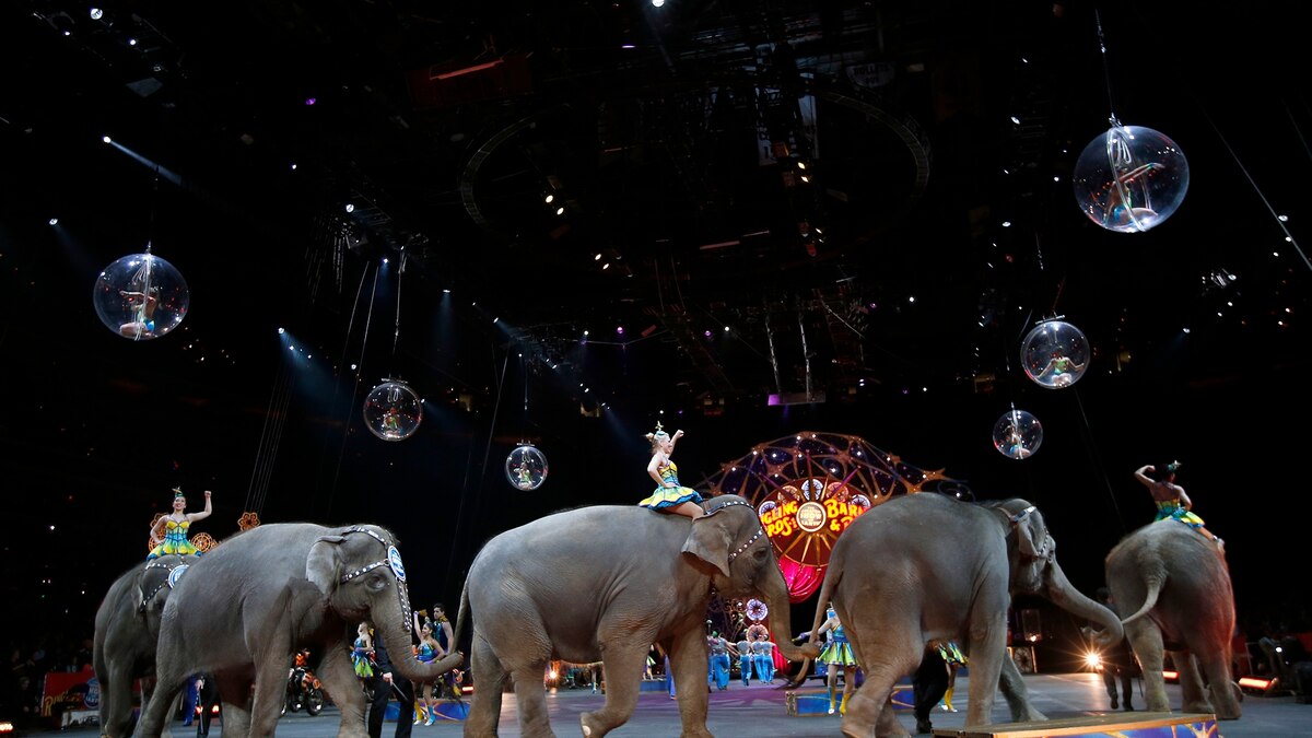 01ringlingelephantjpg_16x9.jpg 