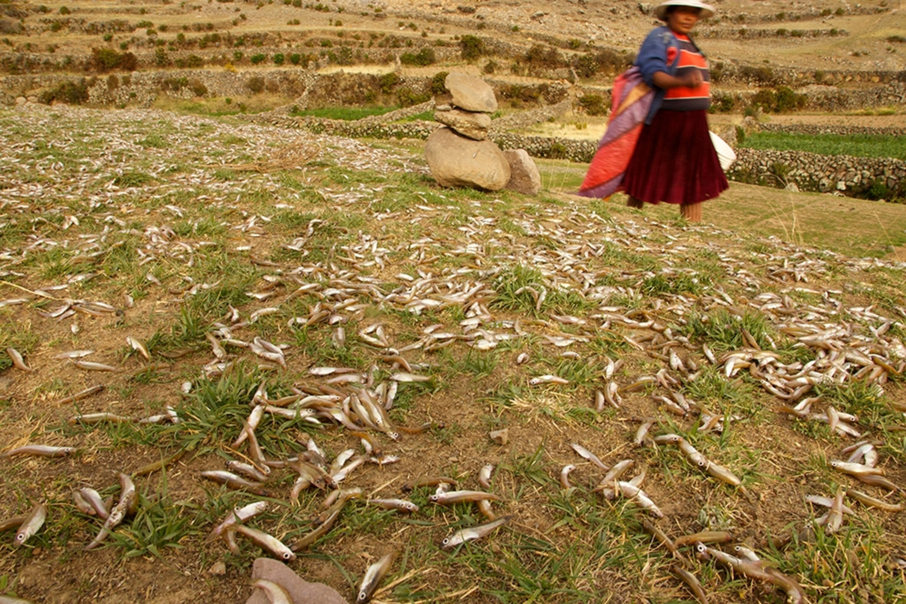 fish on the ground near Lake Titicaca