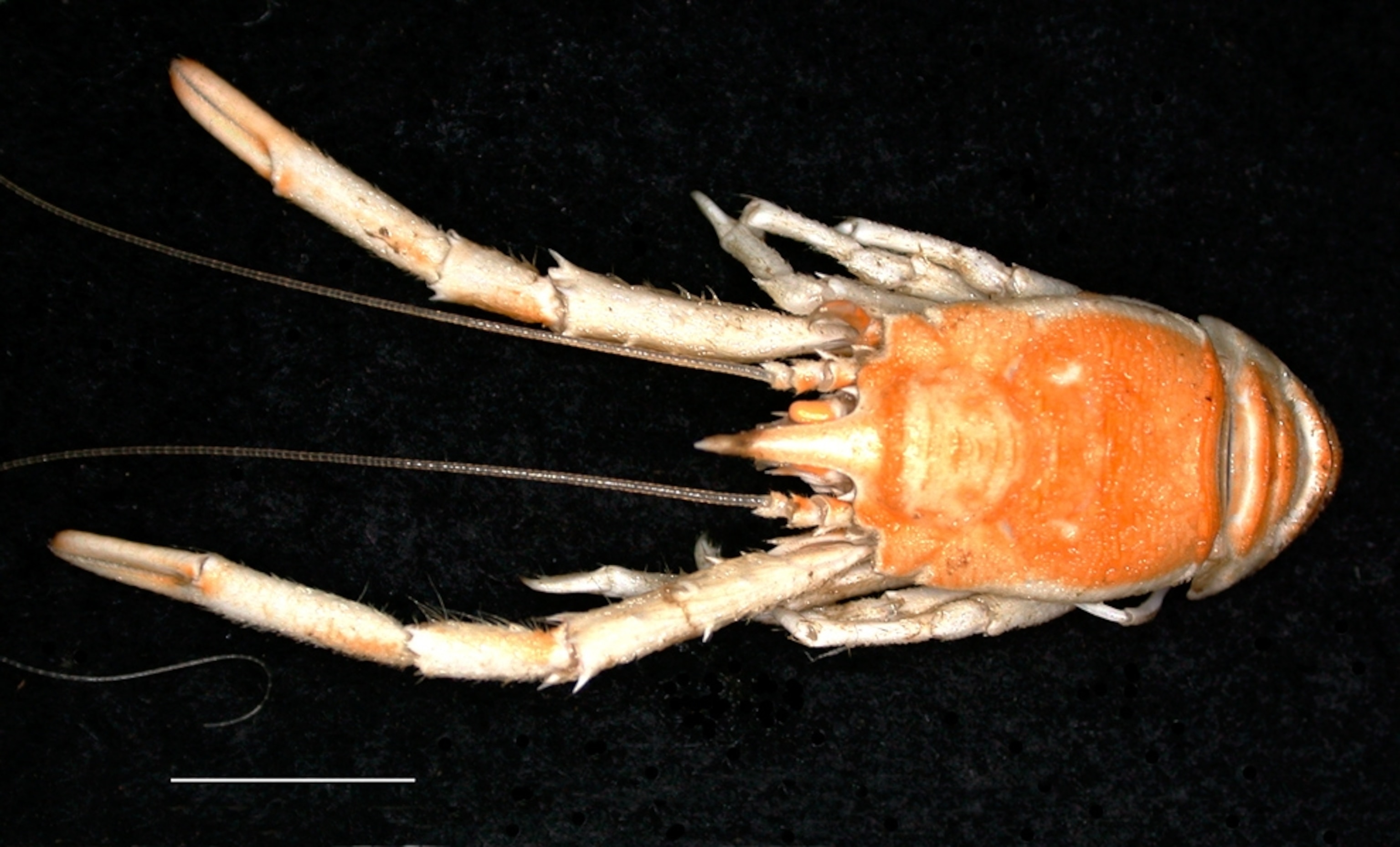Squat lobster that eats wood picture.