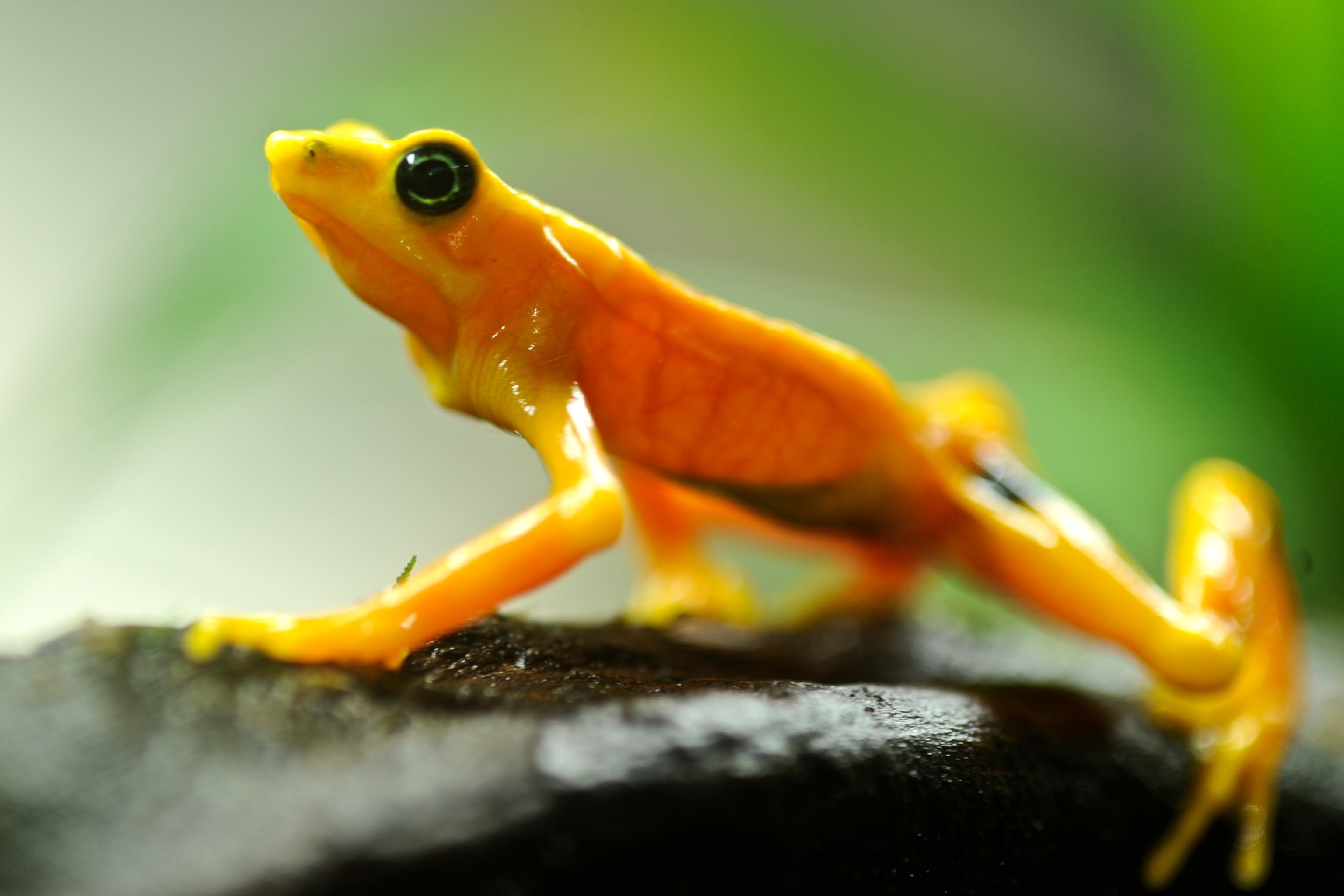 Close-up of a vibrant orange frog with black eyes perched on a branch. The background is a soft focus of green