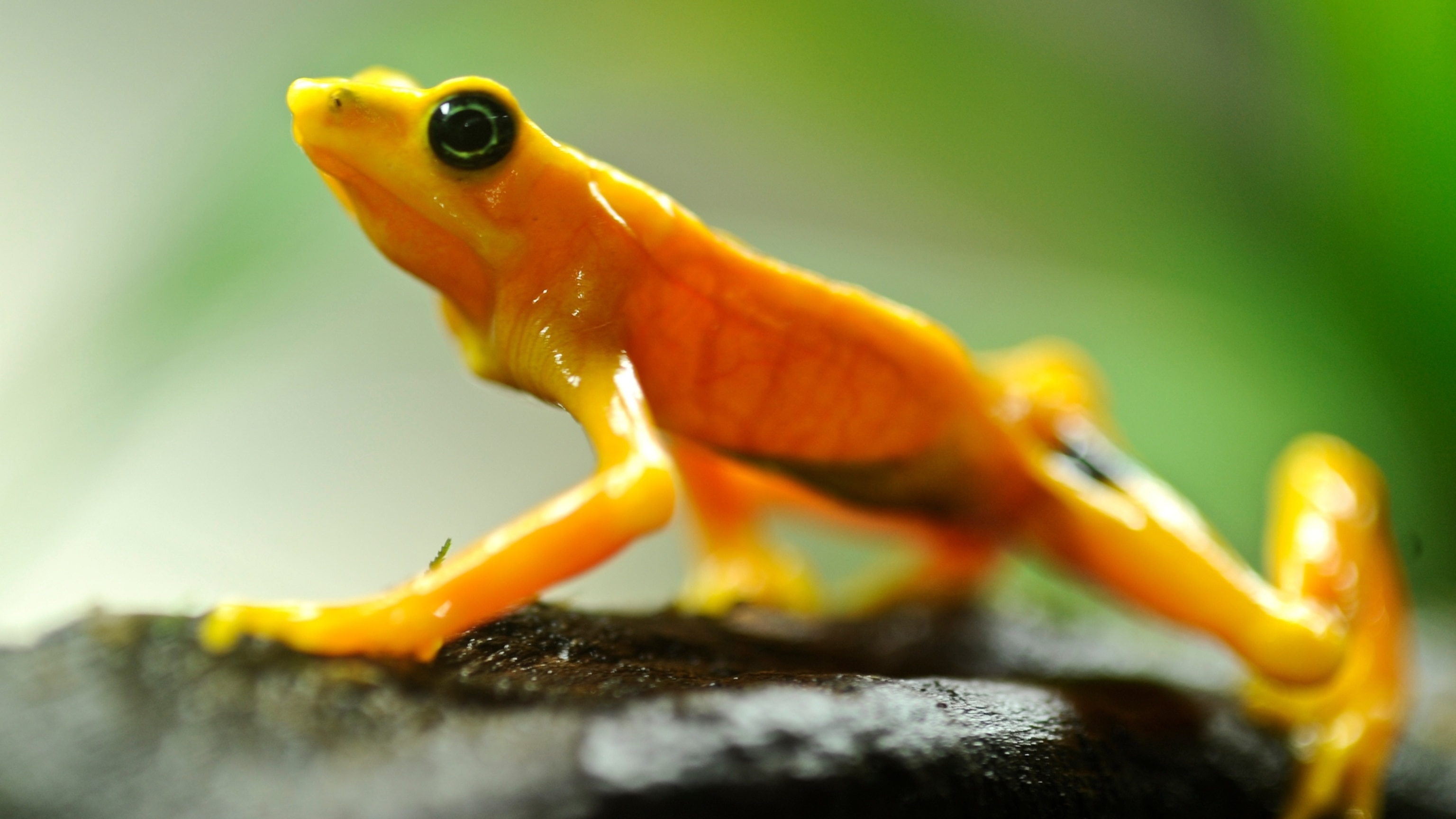 The curious quest to make this frog poisonous again