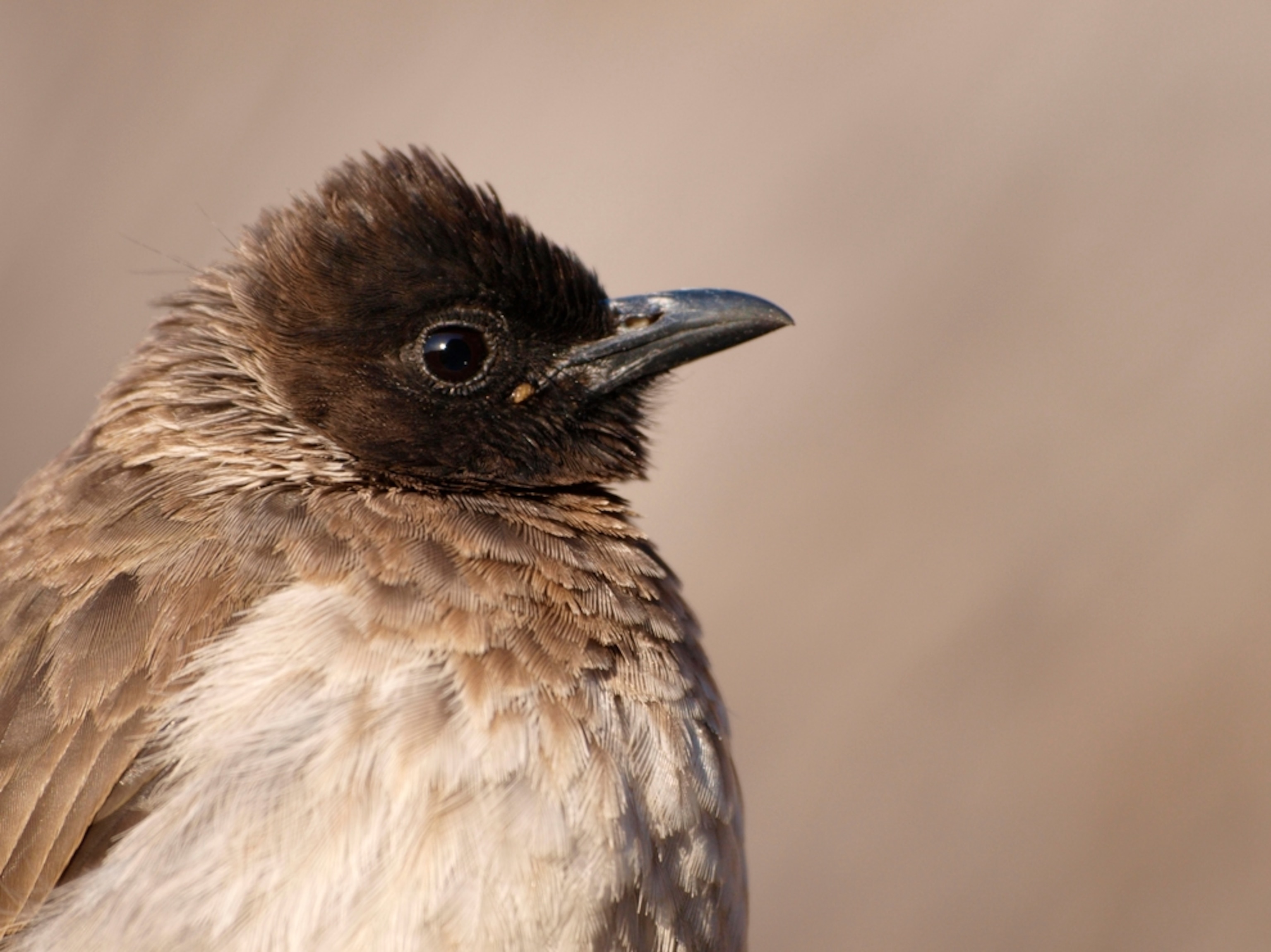 Yellow-vented bulbul, Laikipia, Kenya, Africa