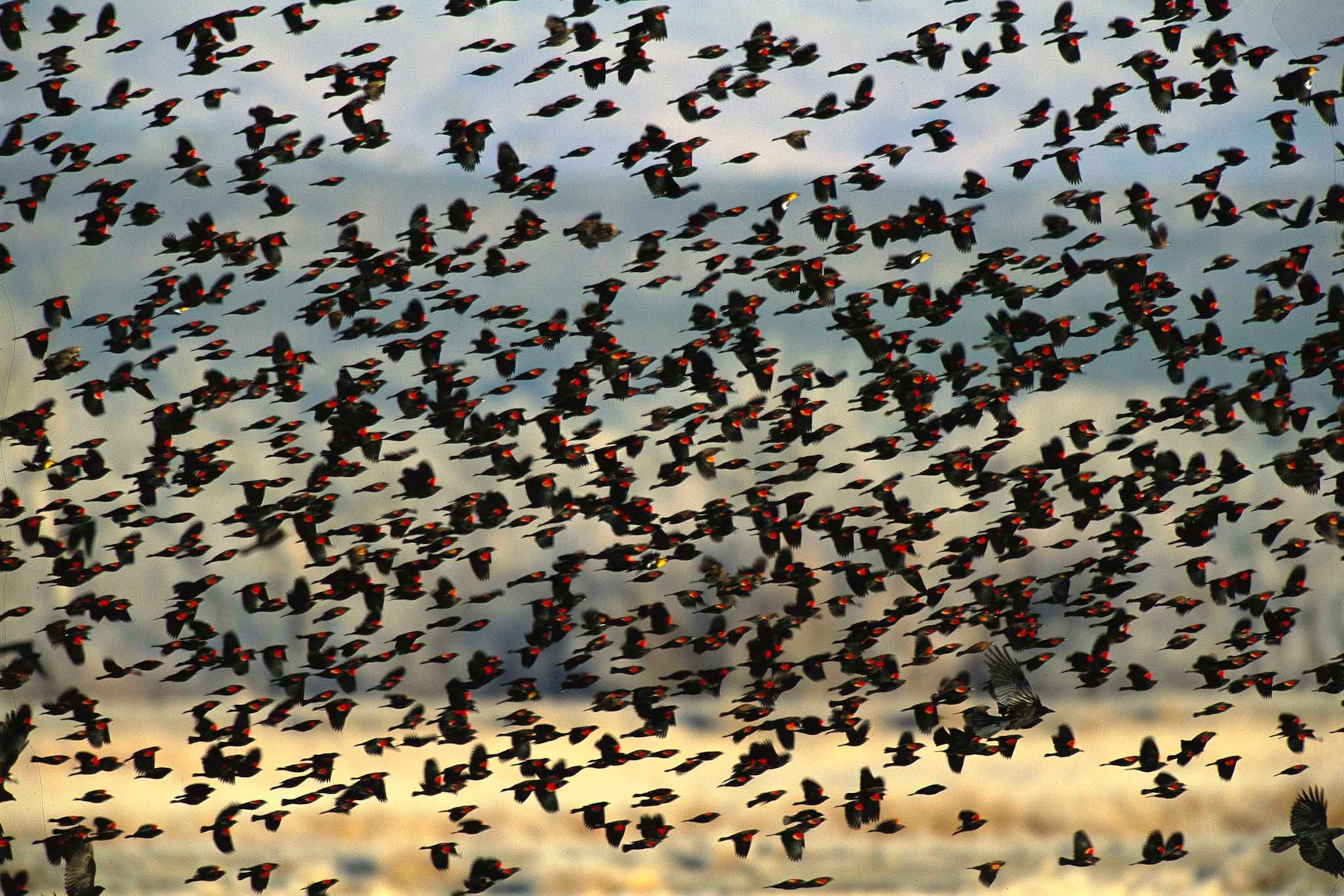 Red-winged Blackbird (Agelaius phoeniceus) flock in flight, Bosque del Apache National Wildlife Refuge, New Mexico