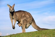 Red Kangaroo Joey In Pouch Red Kangaroo Joey In Pouch