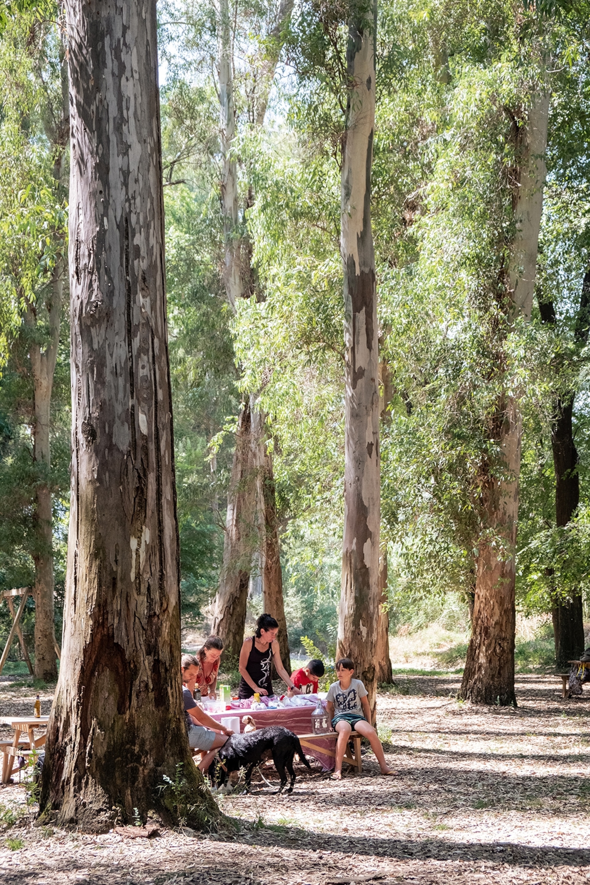A family having a picnic in the forest.