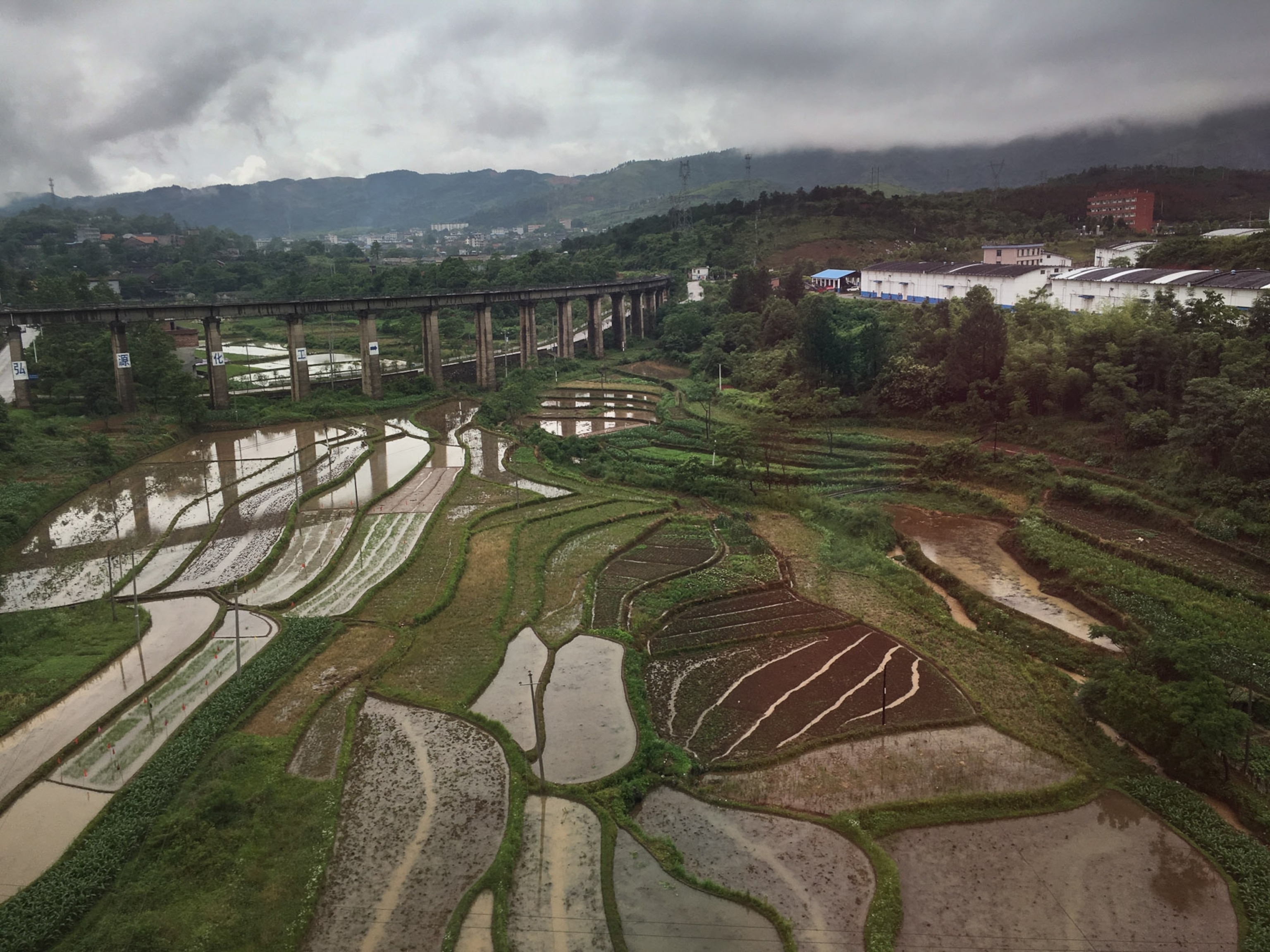 rice fields between Chenzhou and Hengyang
