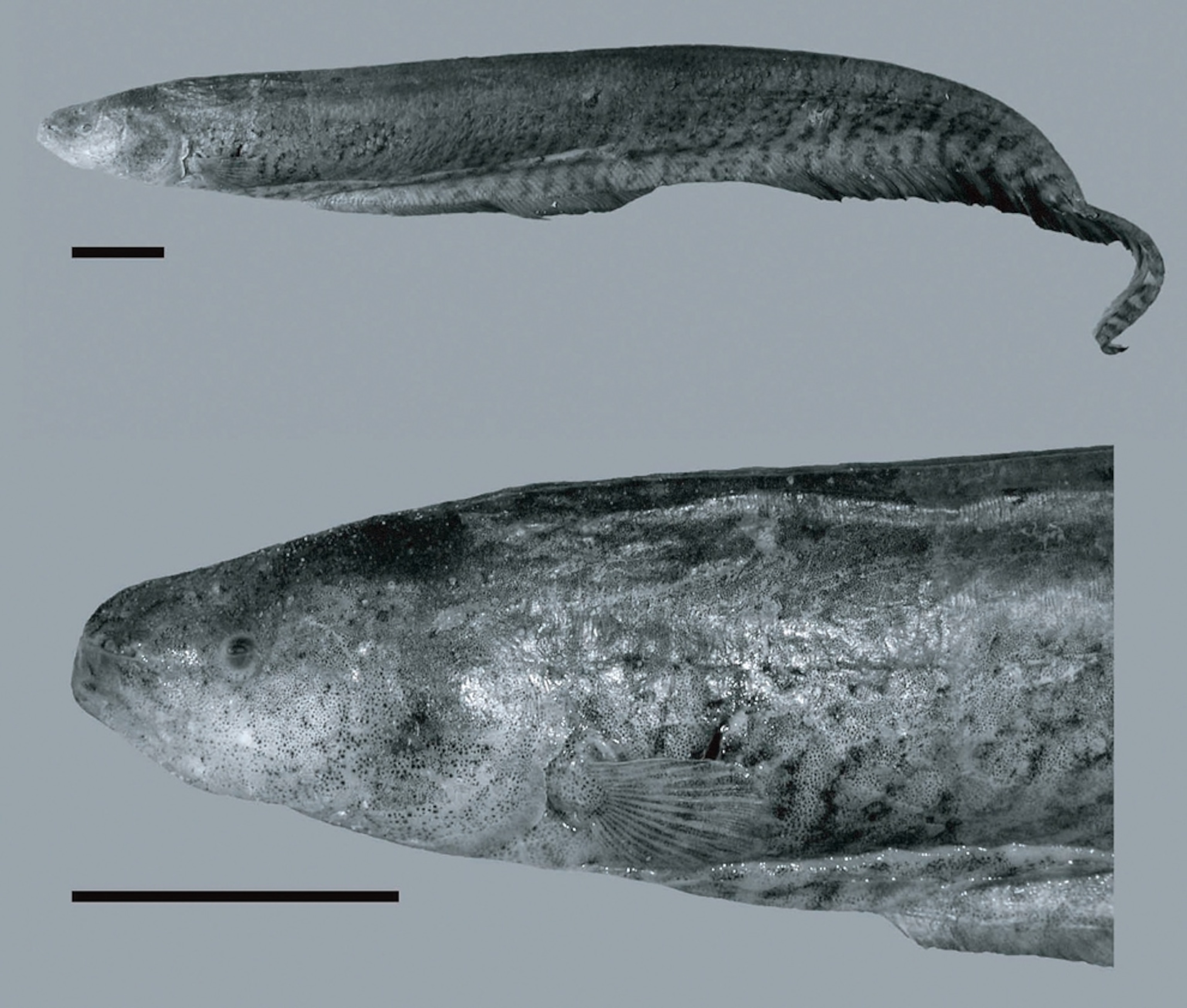 A black-and-white picture of an electric fish, one of the top ten new species described in 2009.