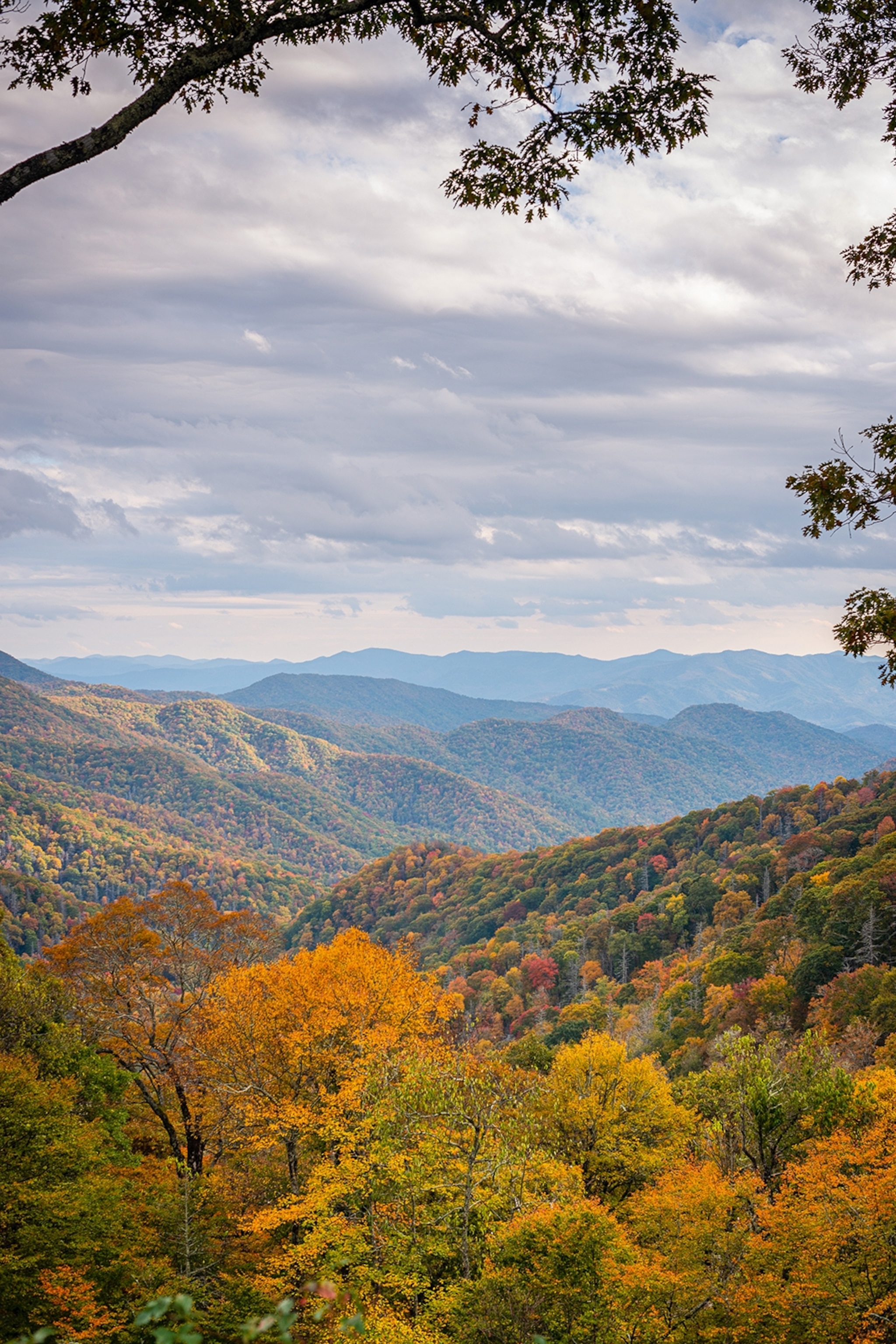 A mountain valley with far-reaching forest.