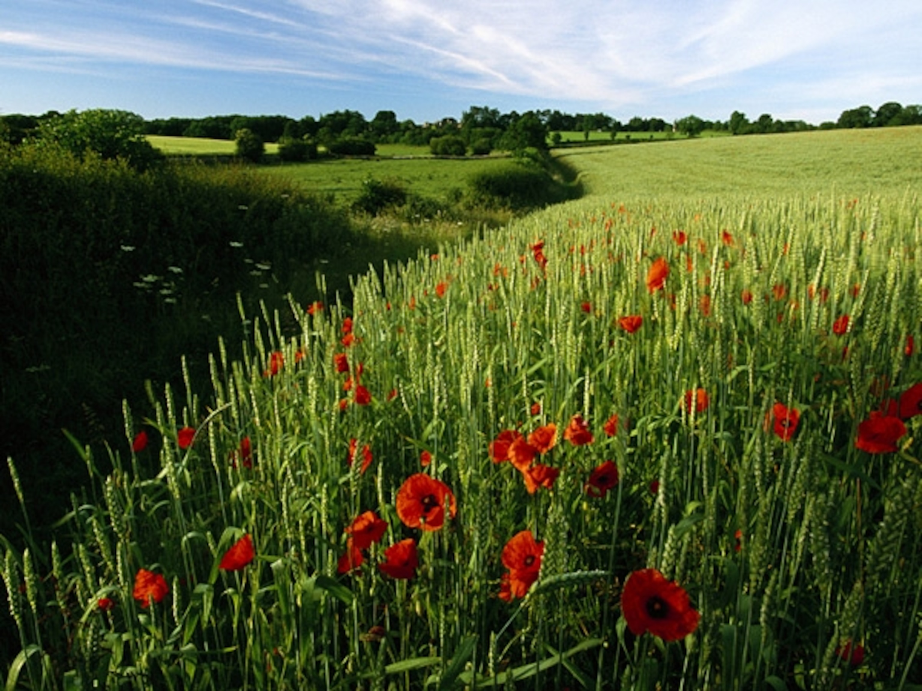 Poppies on a farm