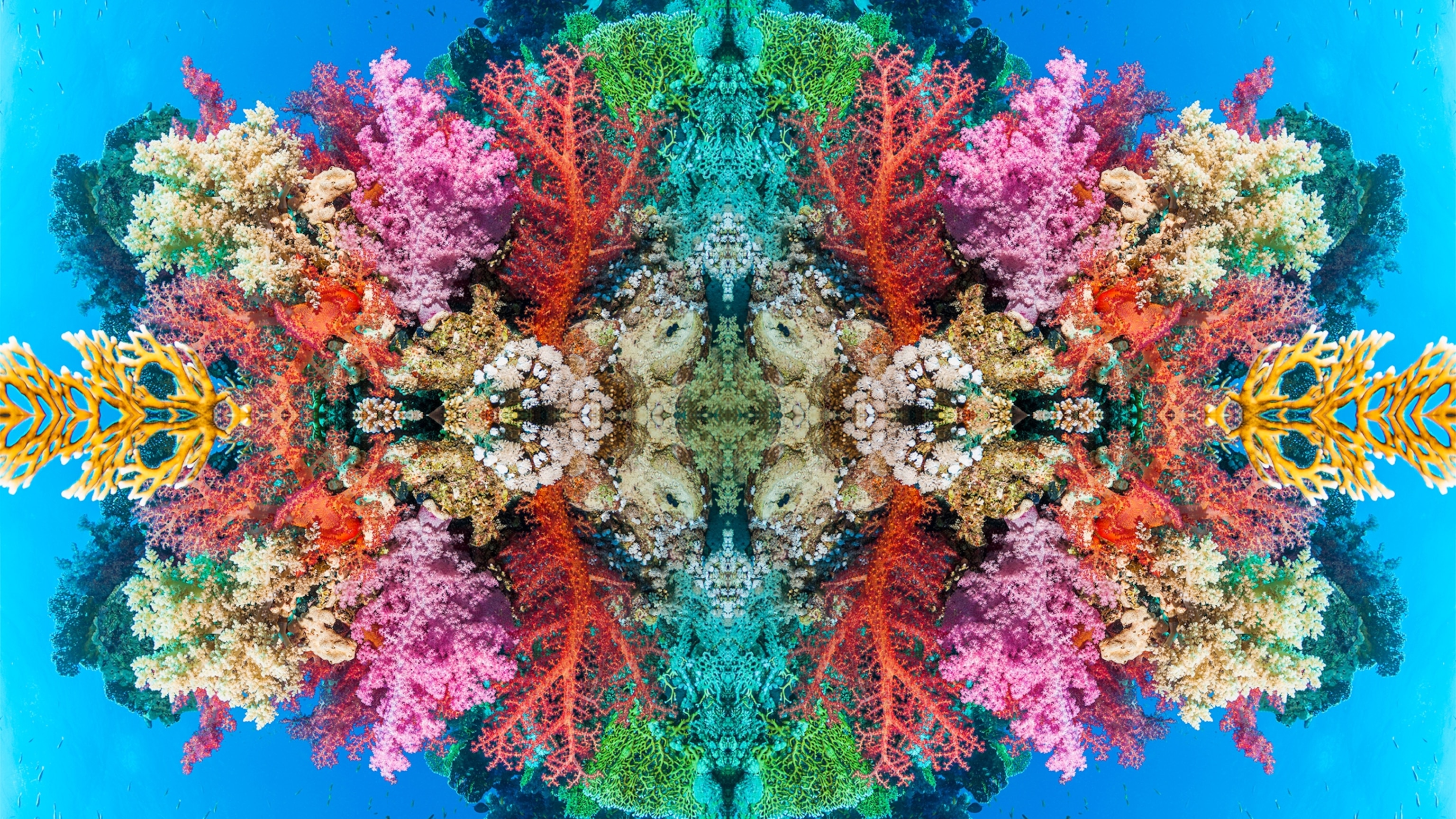 These images will help you see coral reefs in a whole new way