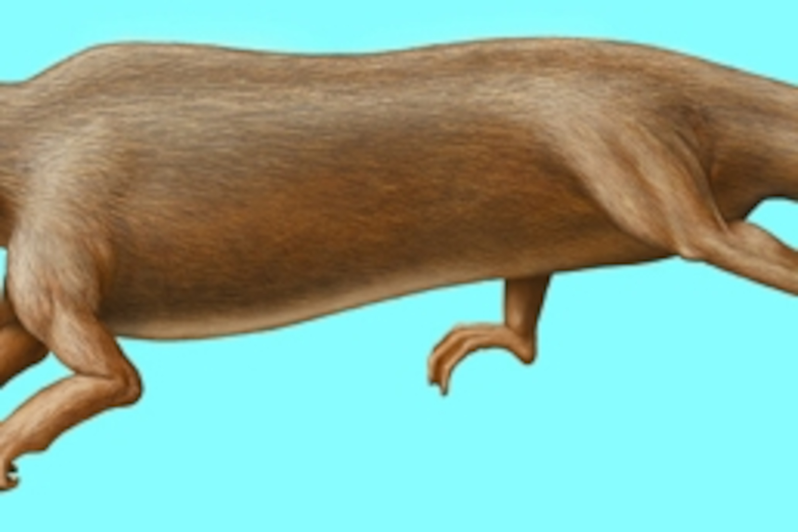 The Backward Whale