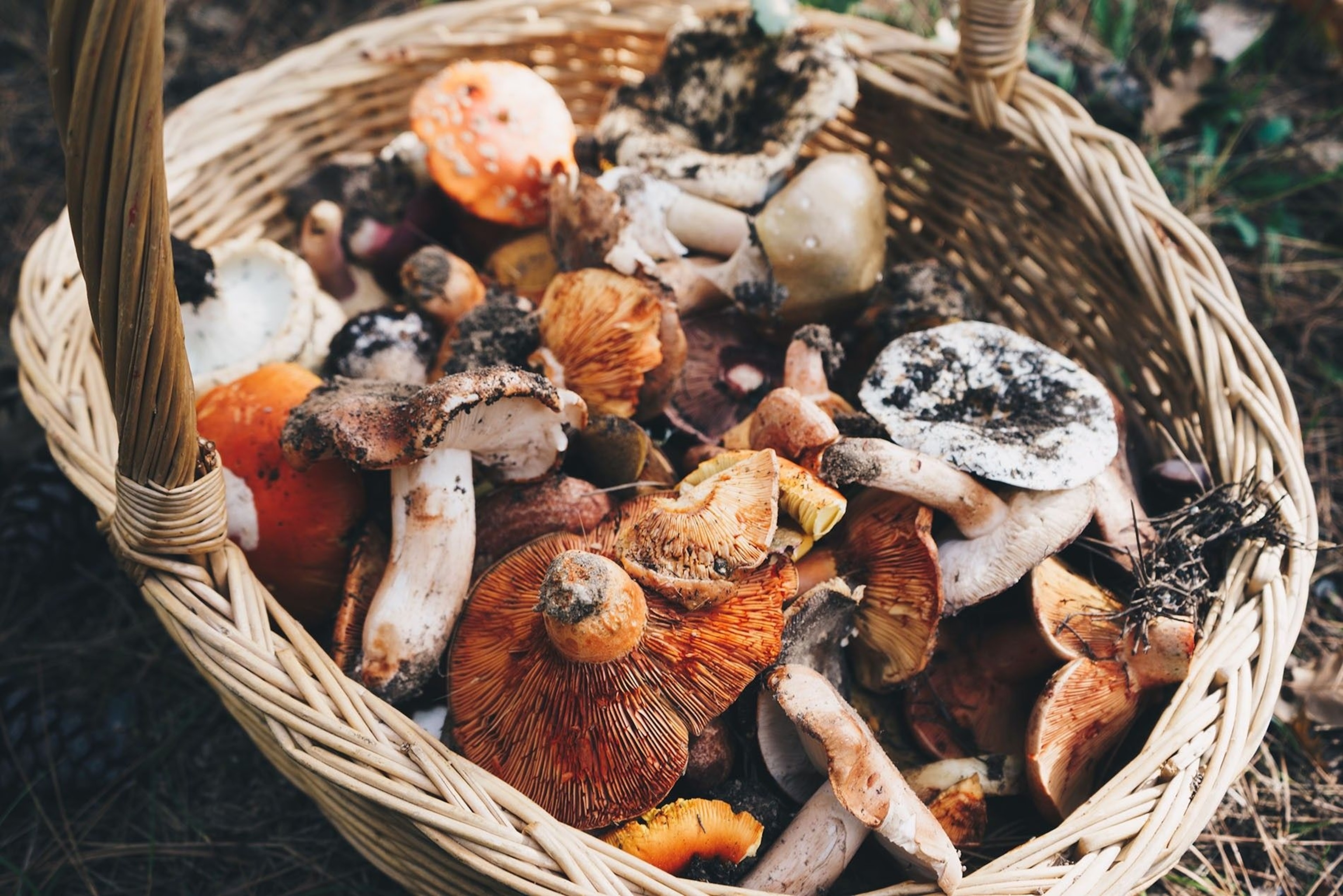 A hamper of mixed mushrooms.