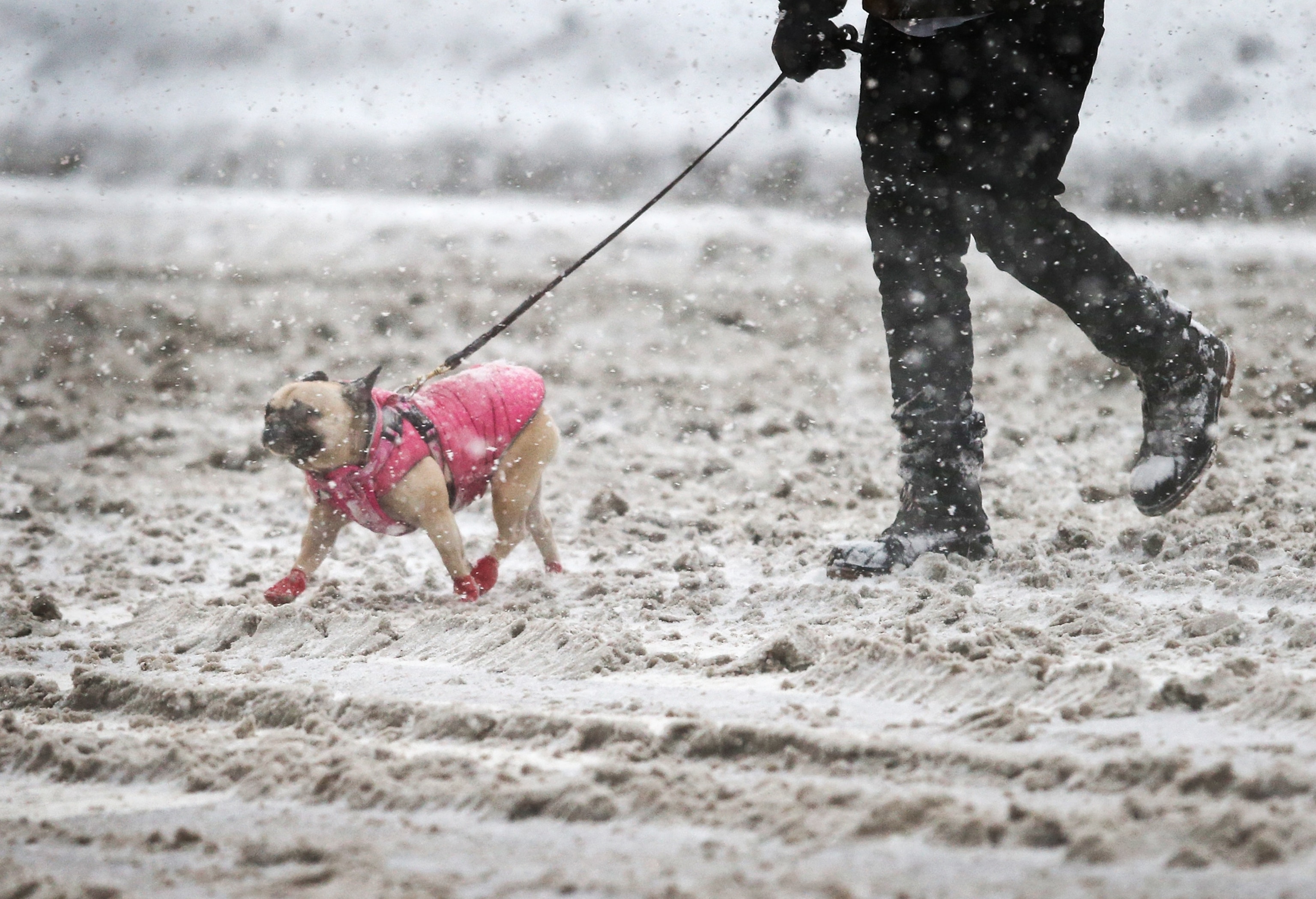 Walking a dog through the snow
