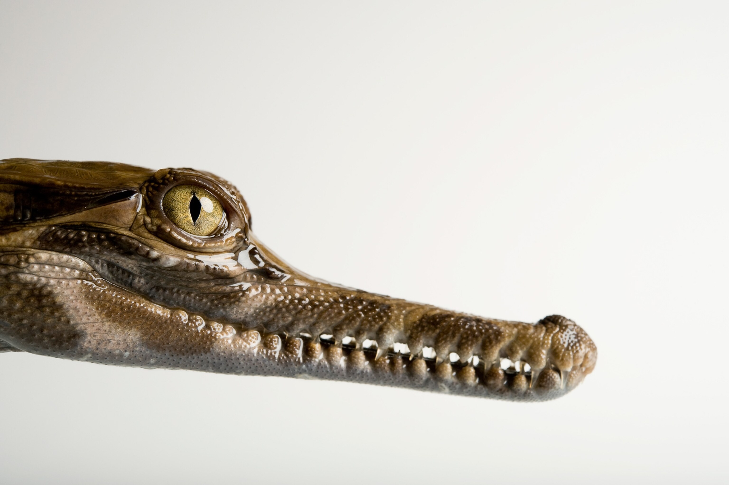 a small species of crocodile