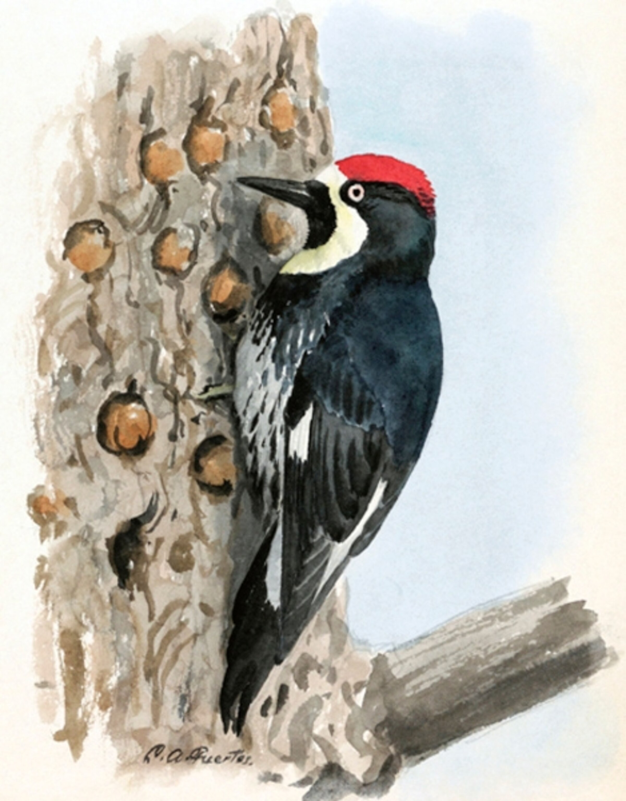 Illustration: Woodpecker
