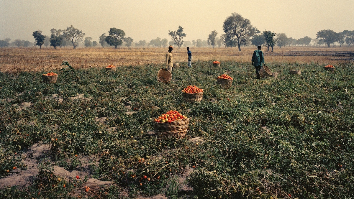 Could Farmers Bring Peace to Nigeria?