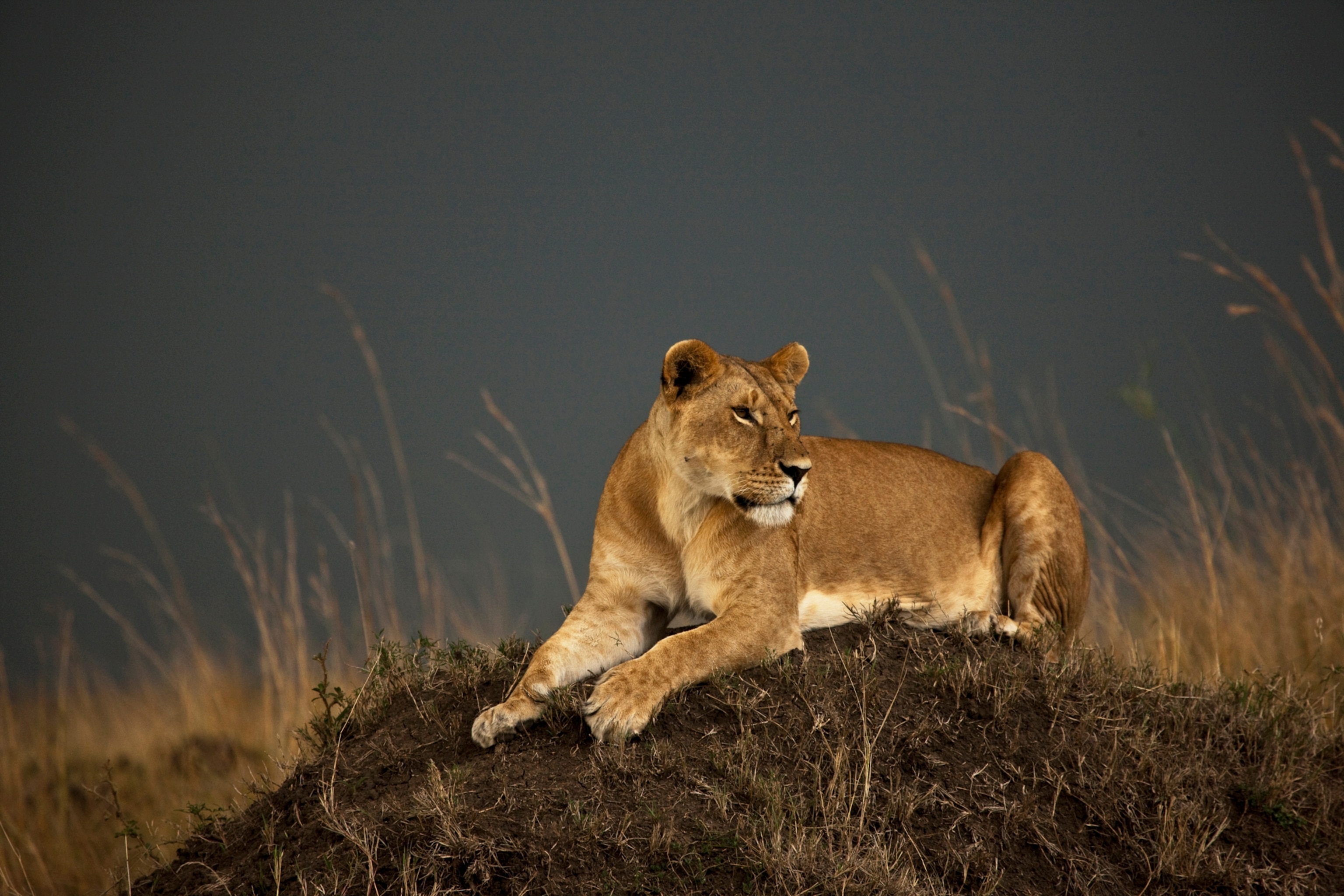 Lioness in Kenya's Masai Mara.