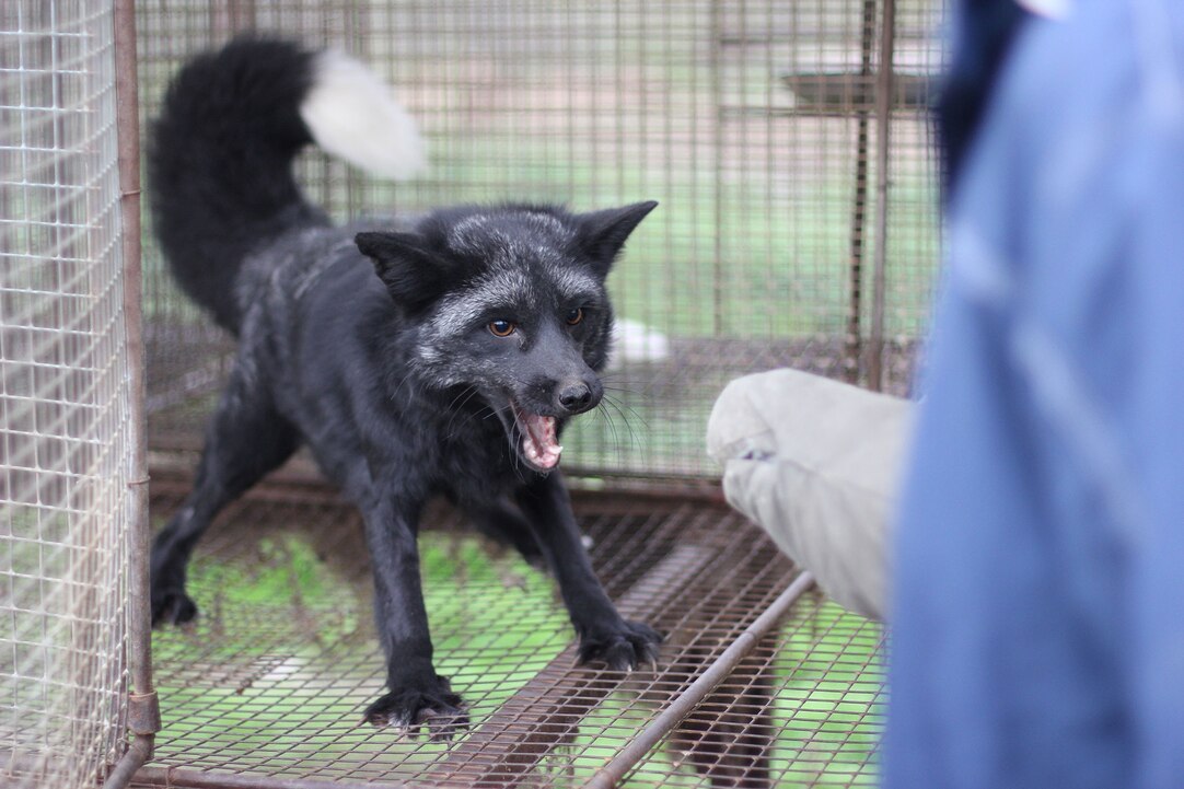 Domesticated Fox Floppy Ears