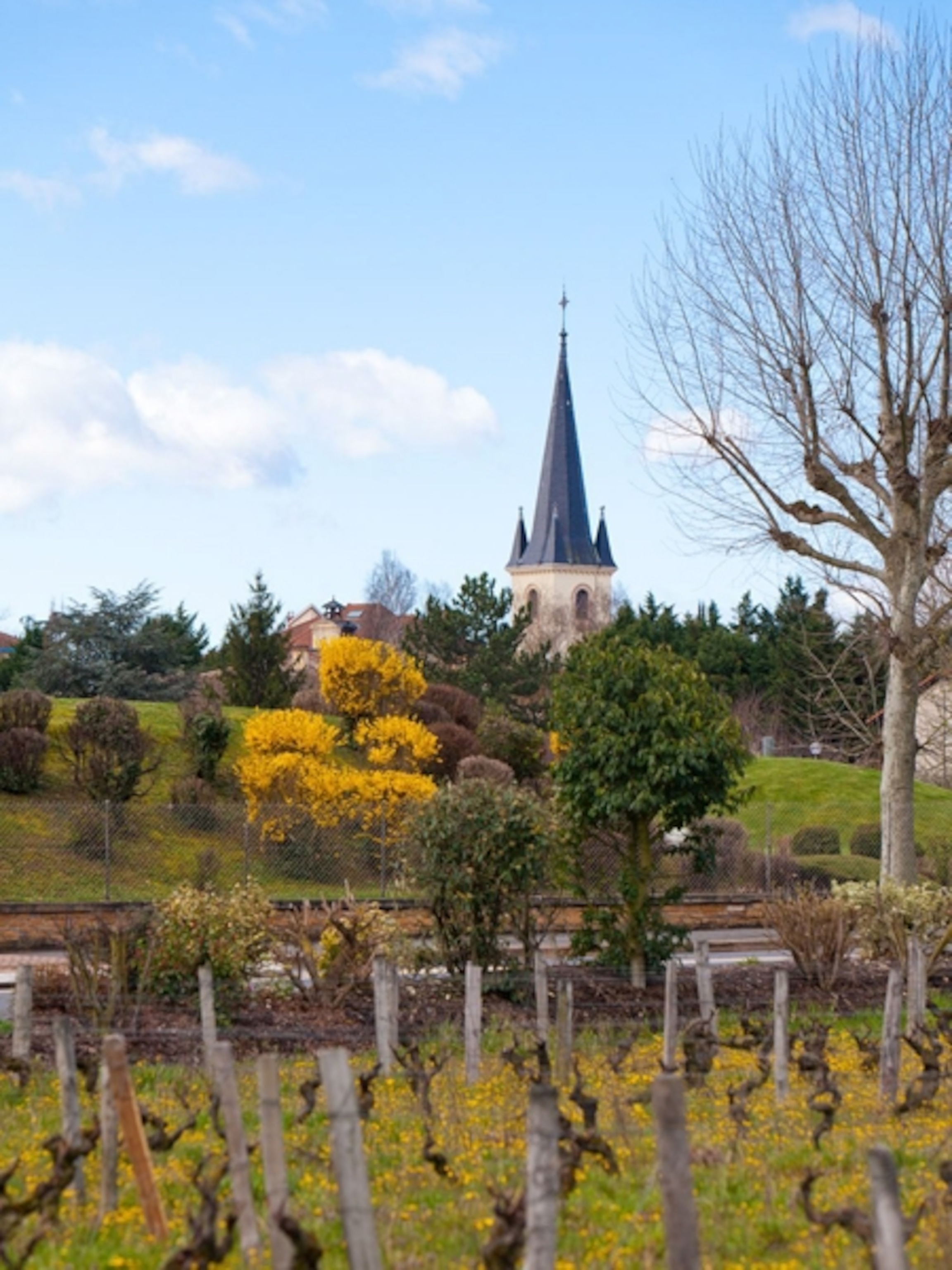 a steeple on a wine route in Beaujolais