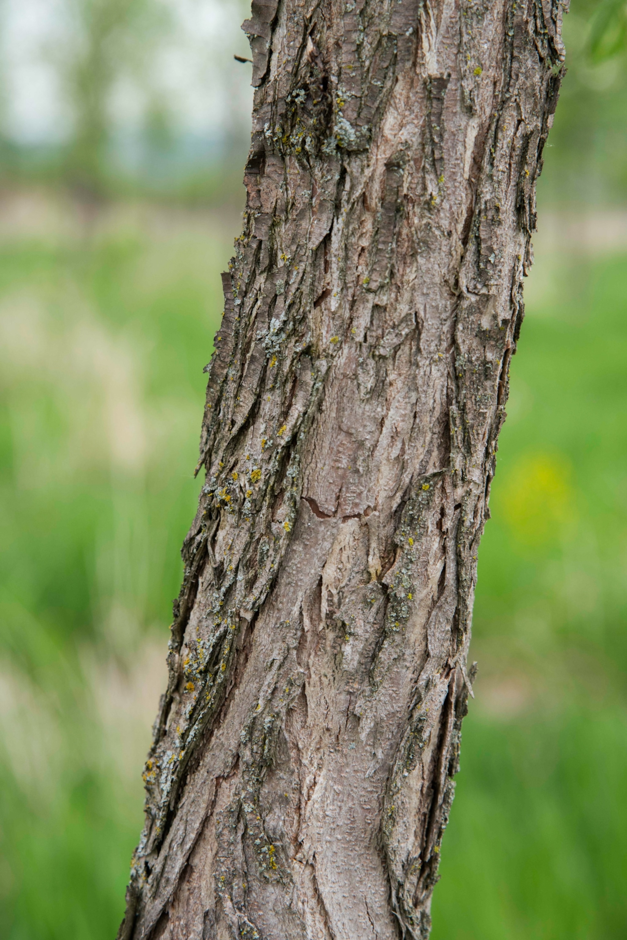 Trunk of a young American Elm tree.