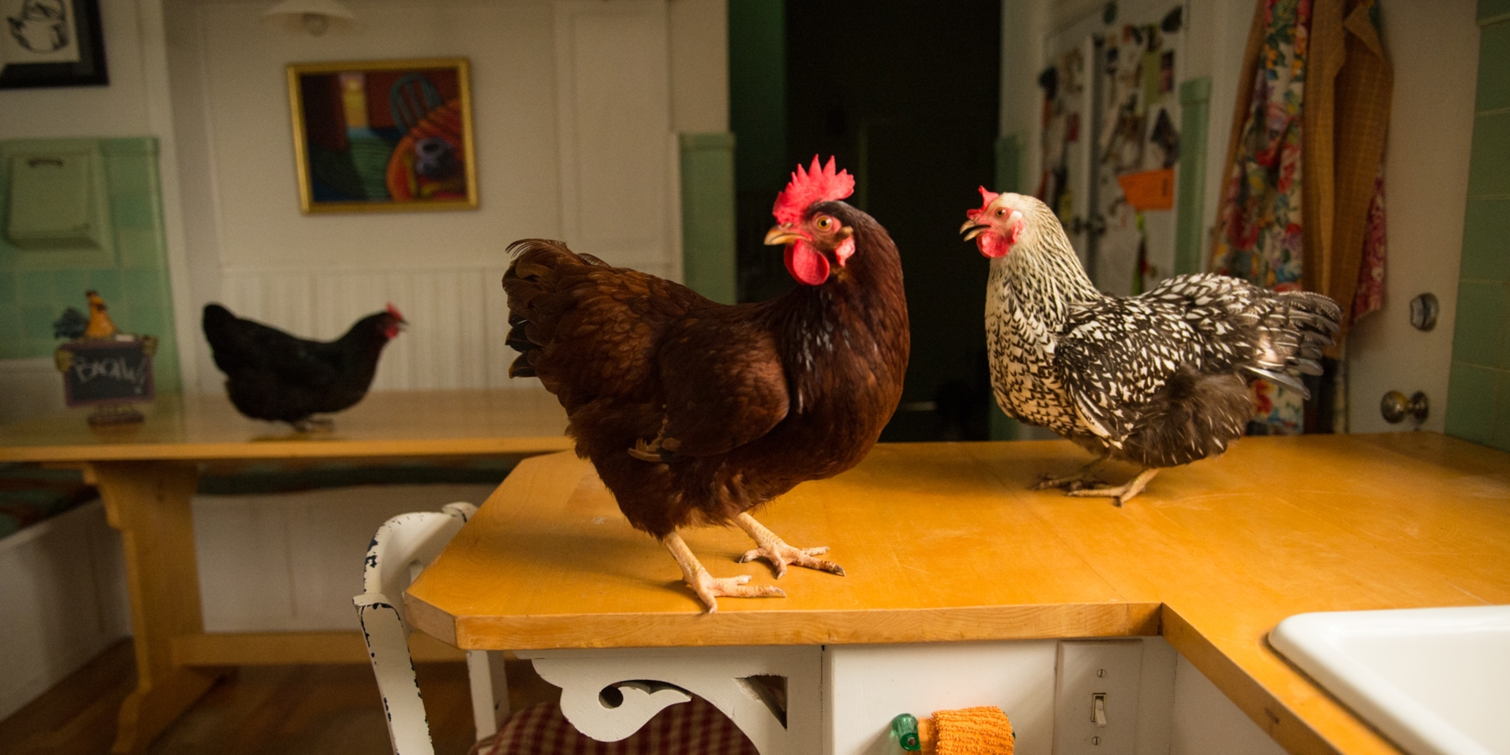 Can Dogs Get Sick From Chickens