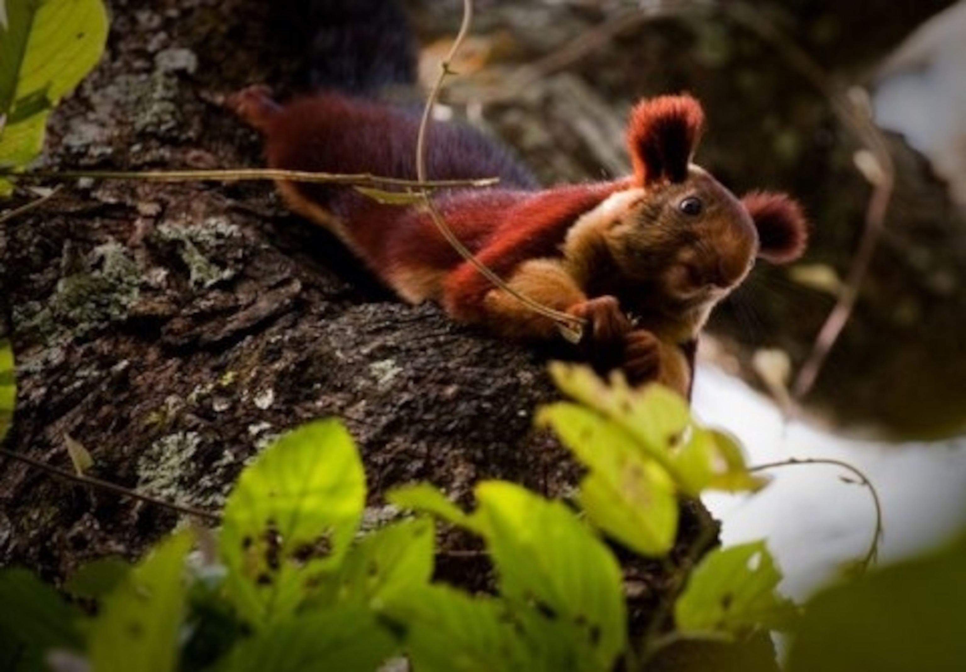 Thumbnail image for Photo: India Malabar Giant Squirrel