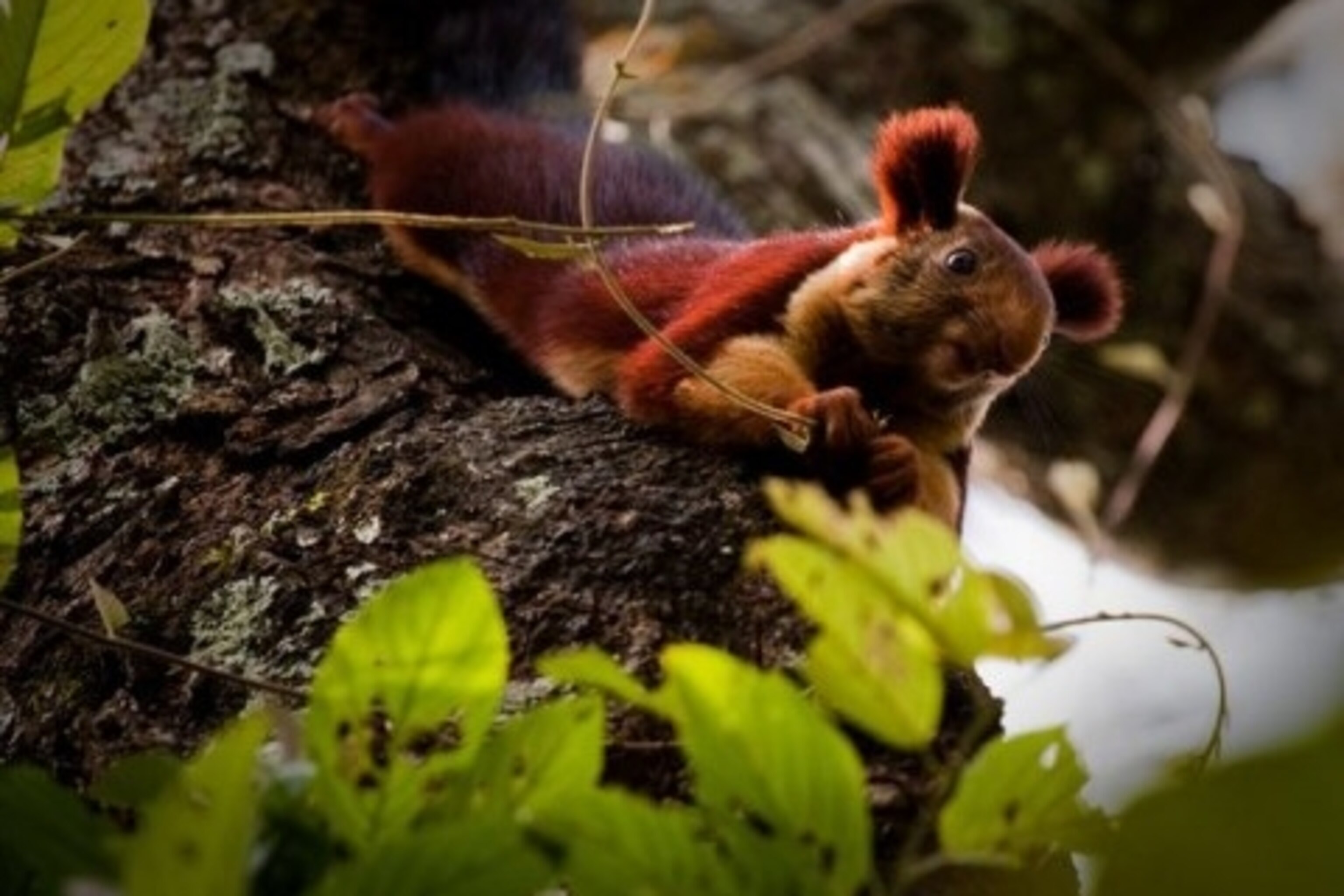 Squirrels Around the World