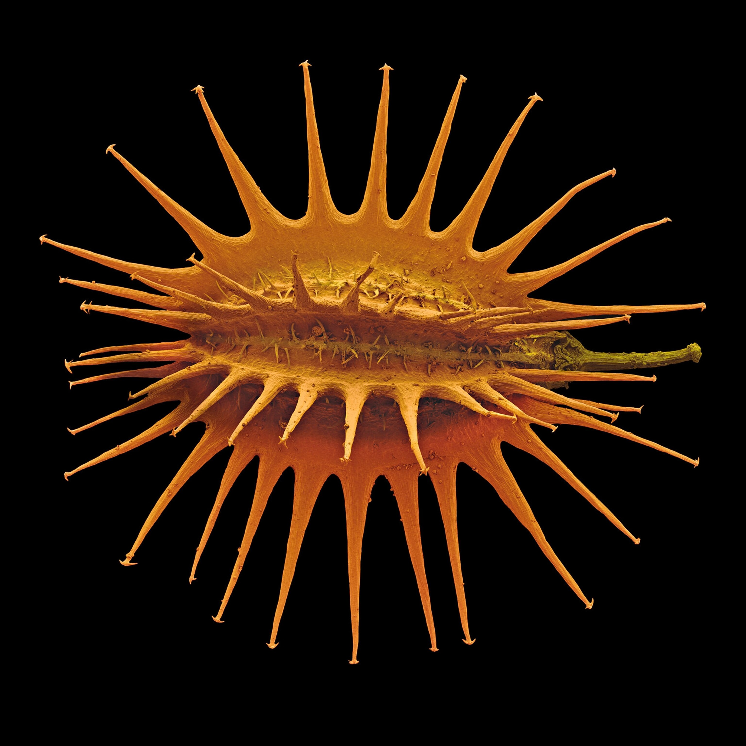 Seed Object Insights on mighty ‘water bears,’ hardy seeds, and a new sensory organ