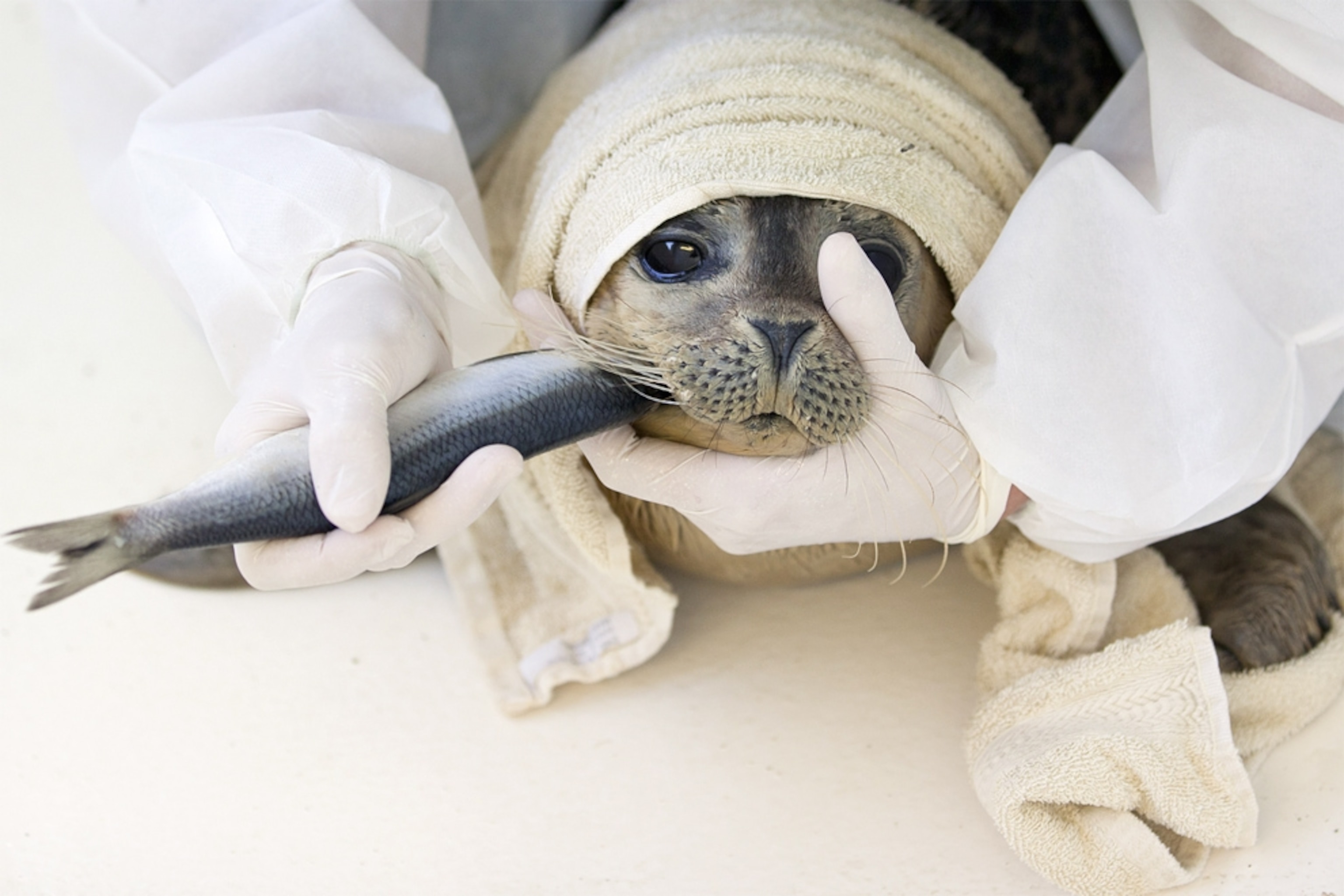 Baby seal picture: orphaned pup being given a fish