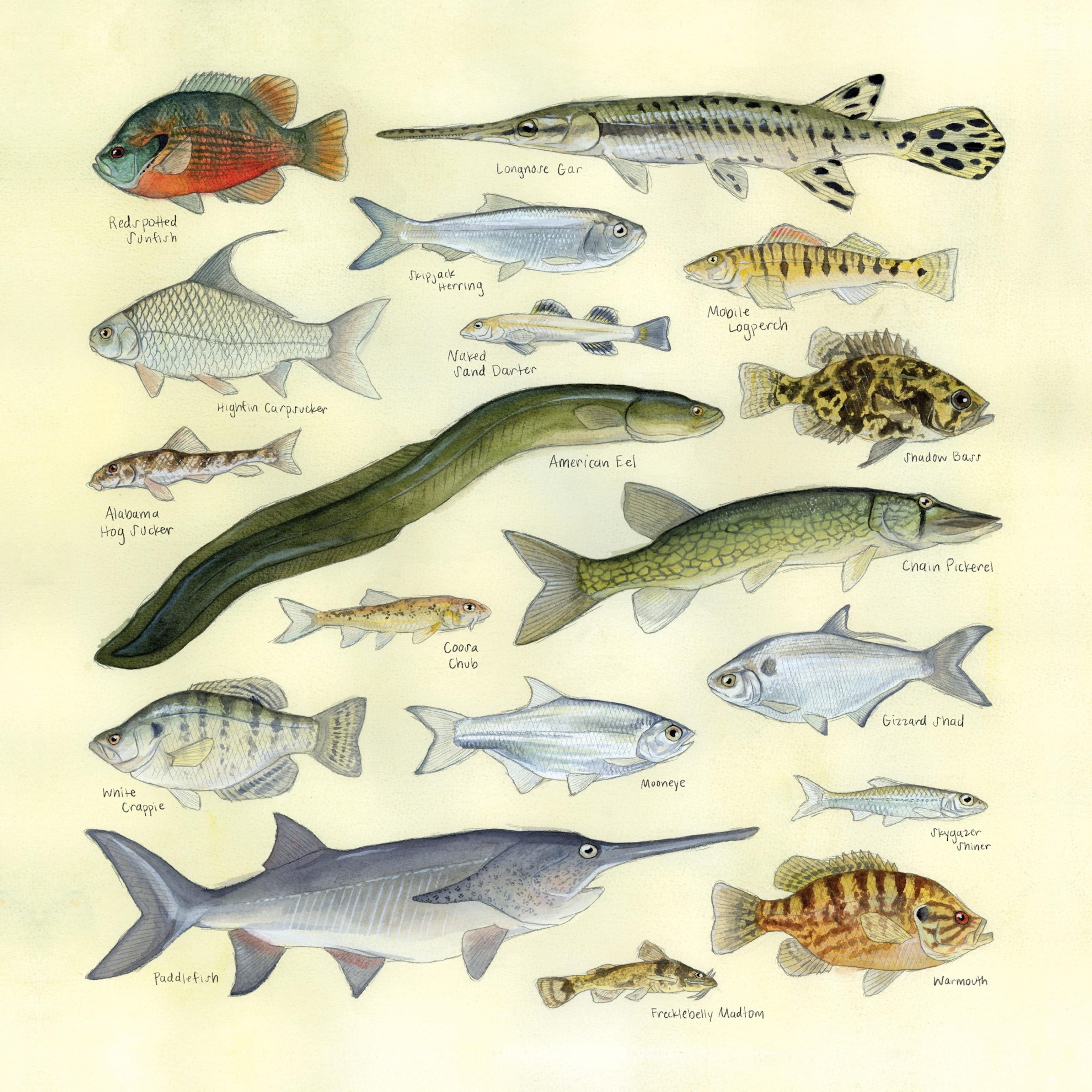An illustration detailing the side view of various different fish. They range in color from silver to green to blue and red.