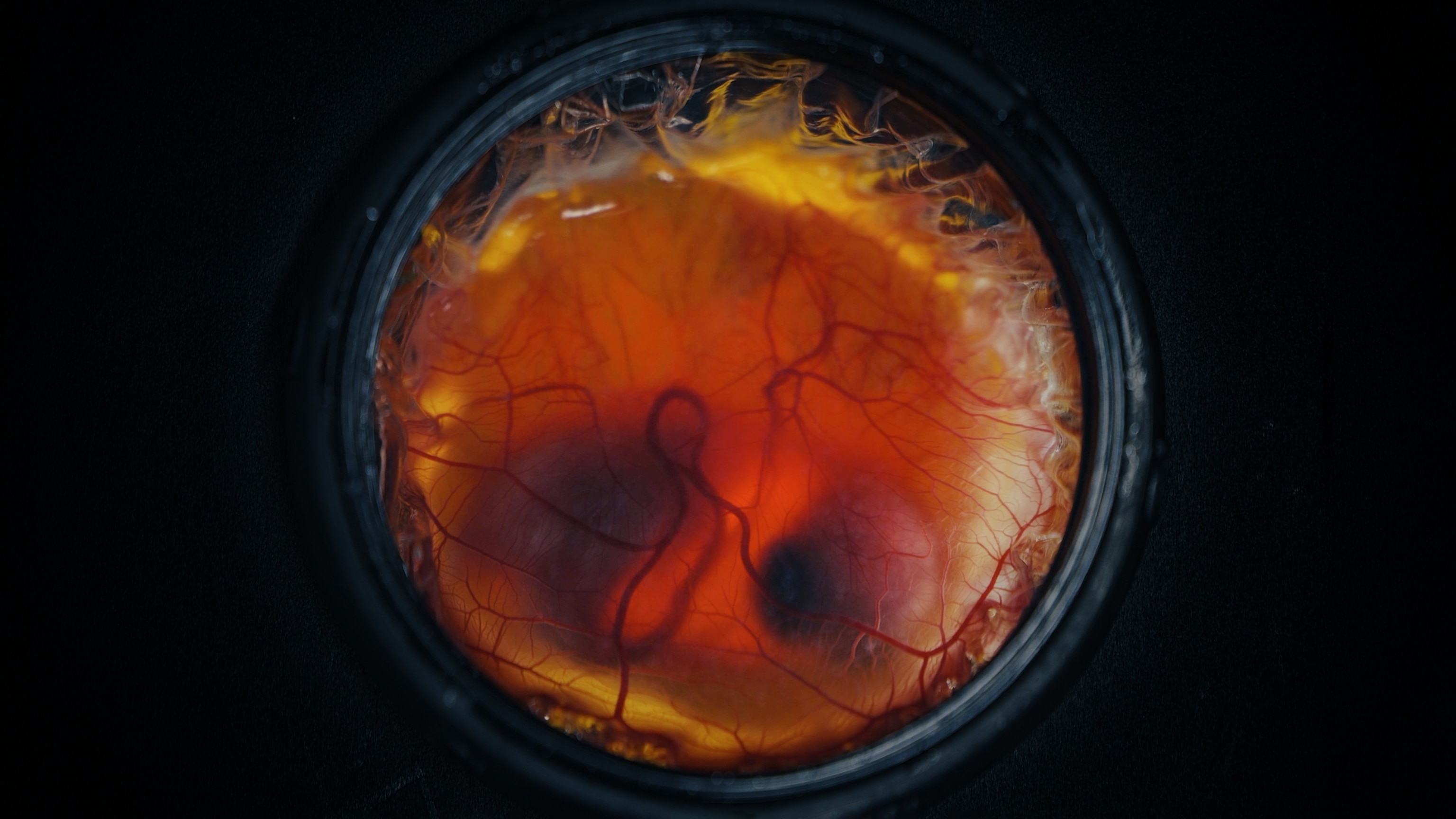 Close-up of a red-orange yolk sac with visible blood vessels, enclosed in a dark circular frame