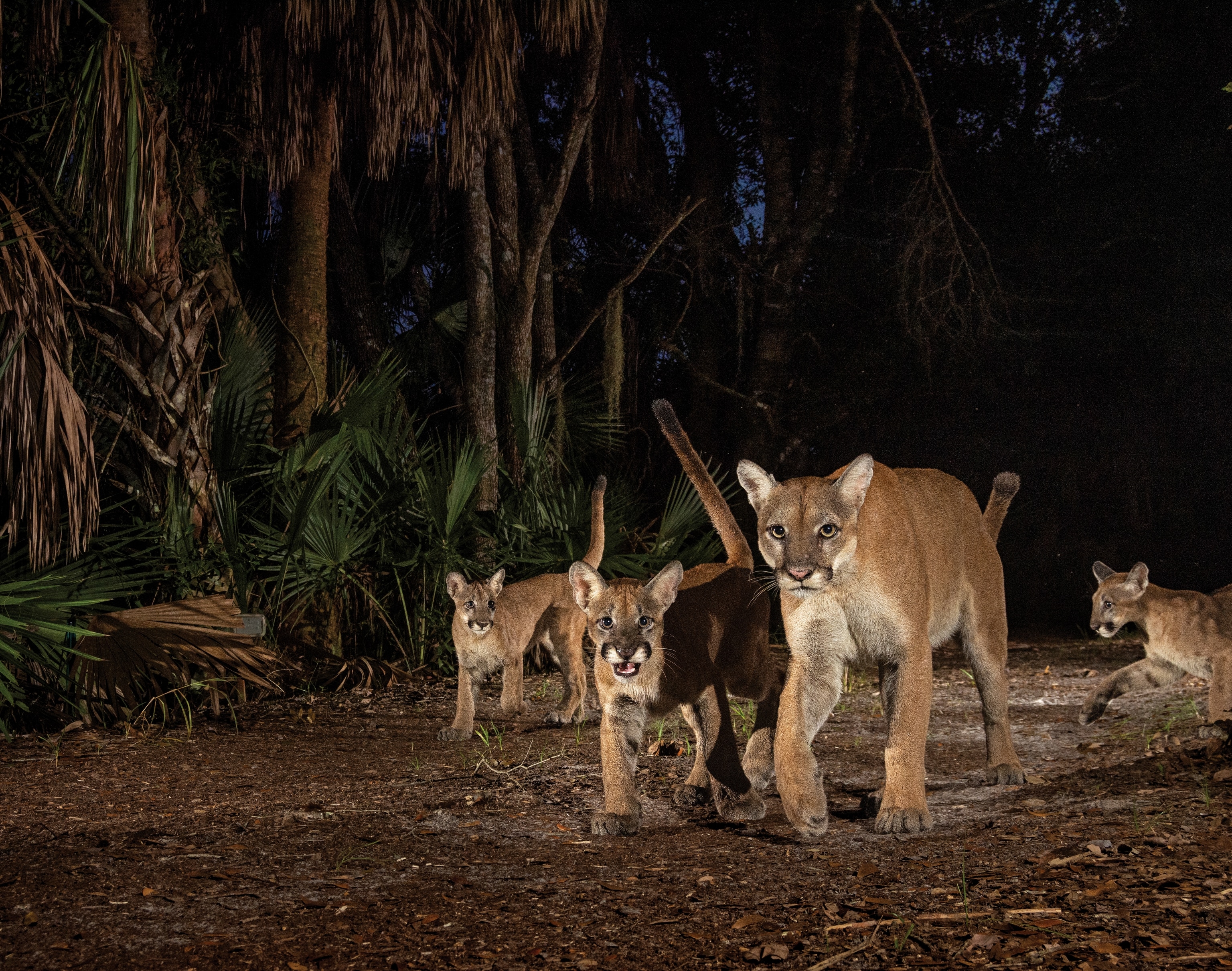 A female and three kittens explore Corkscrew Swamp Sanctuary, a reserve of old-growth cypress forest surrounded by encroaching suburbs on three sides. Many of these camera trap images took years to capture because of the cats’ rarity, their unpredictable movements, and the difficulty involved in getting the right lighting. Florida’s weather can be a challenge too: One camera was lost during a hurricane but was later recovered.