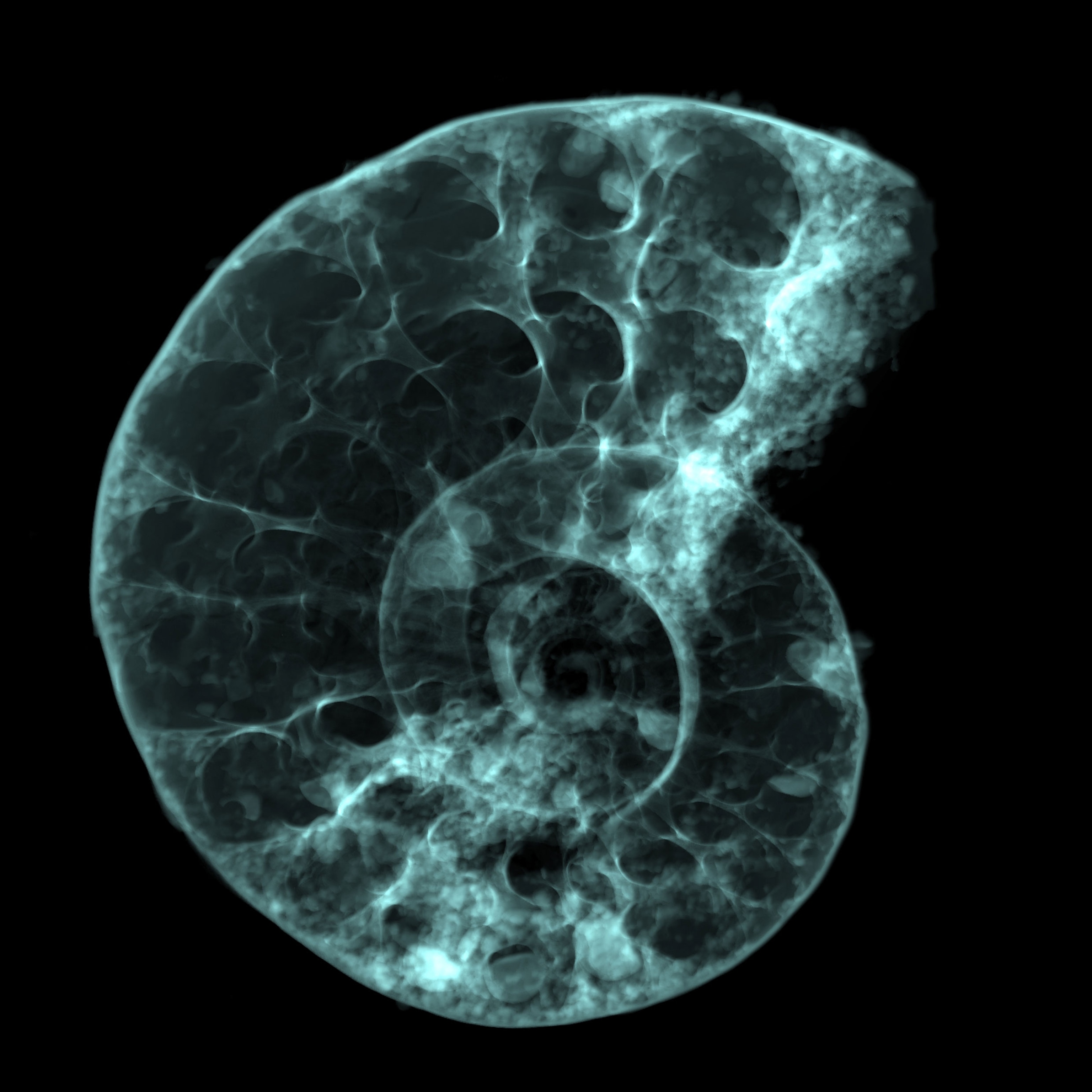 This ancient ammonite fossilized in tree resin. How'd that happen?