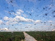 Why The Arctic s Mosquito Problem Is Getting Bigger Badder National 