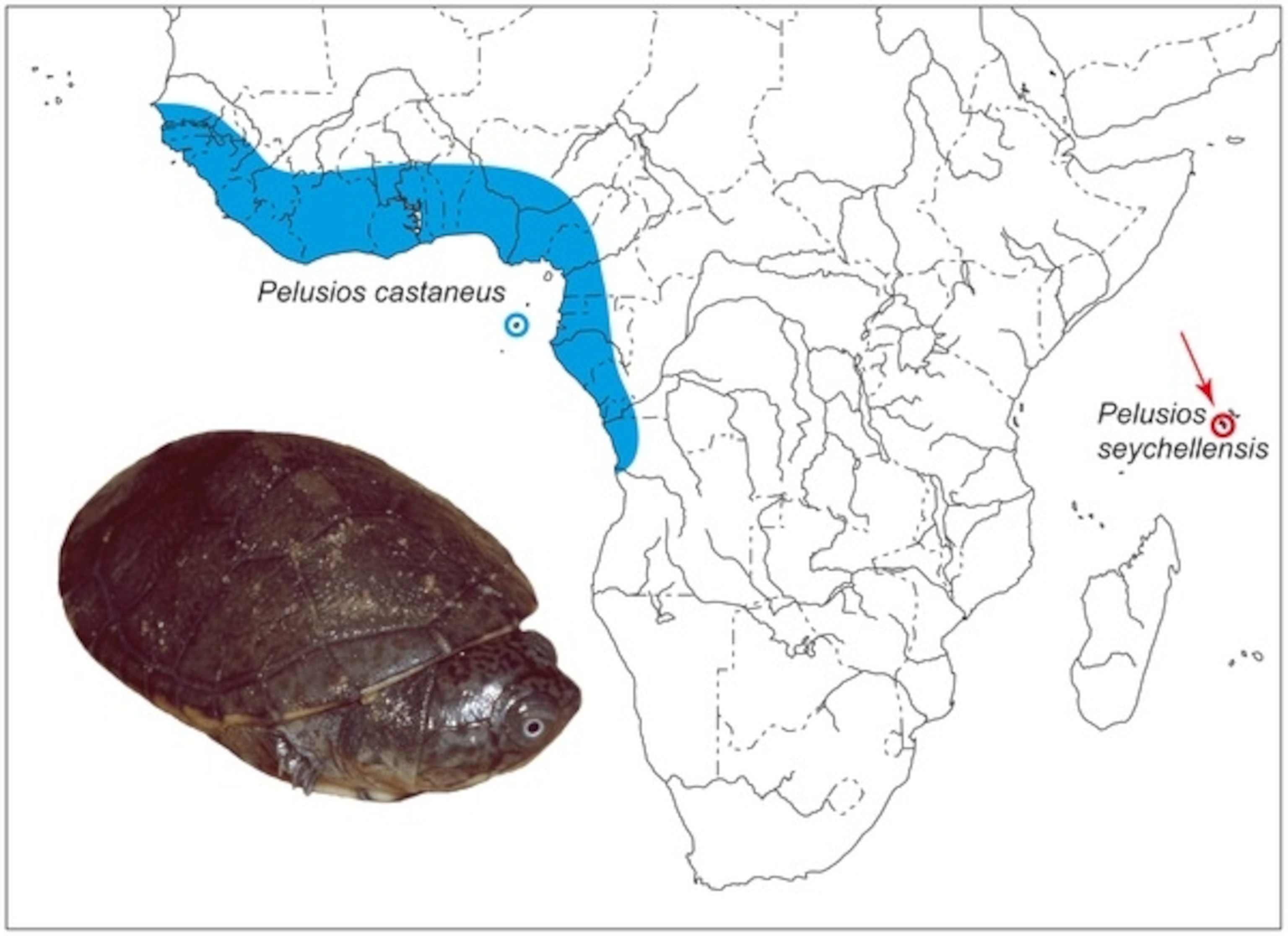 A map showing the range of Pelusios castaneus (blue) and the supposed island species P. seychellensis (red). From Stuckas et al., 2013.