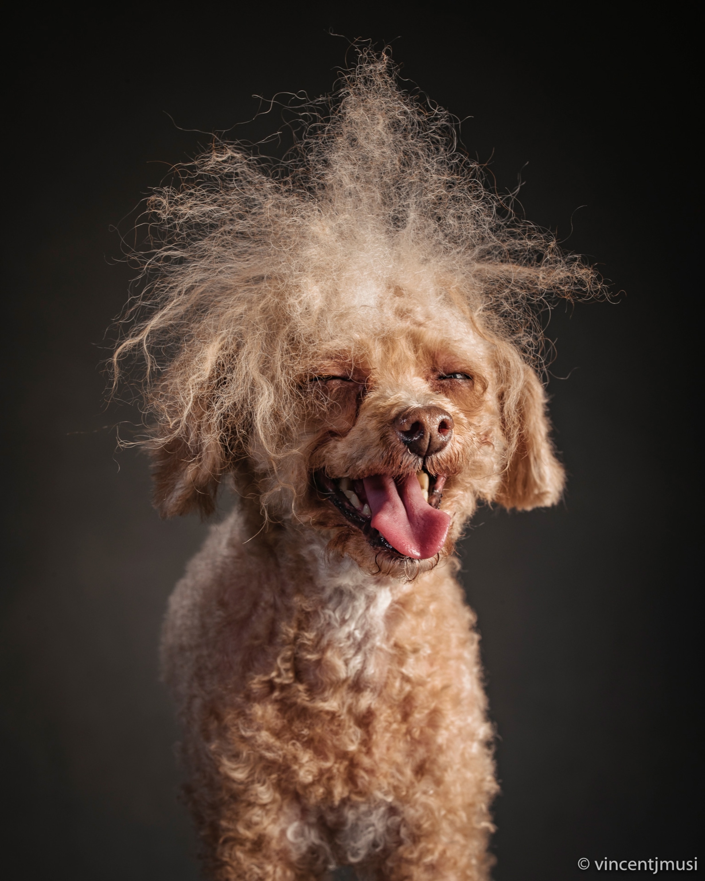 the year of the dogs by photographer vincent j. musi